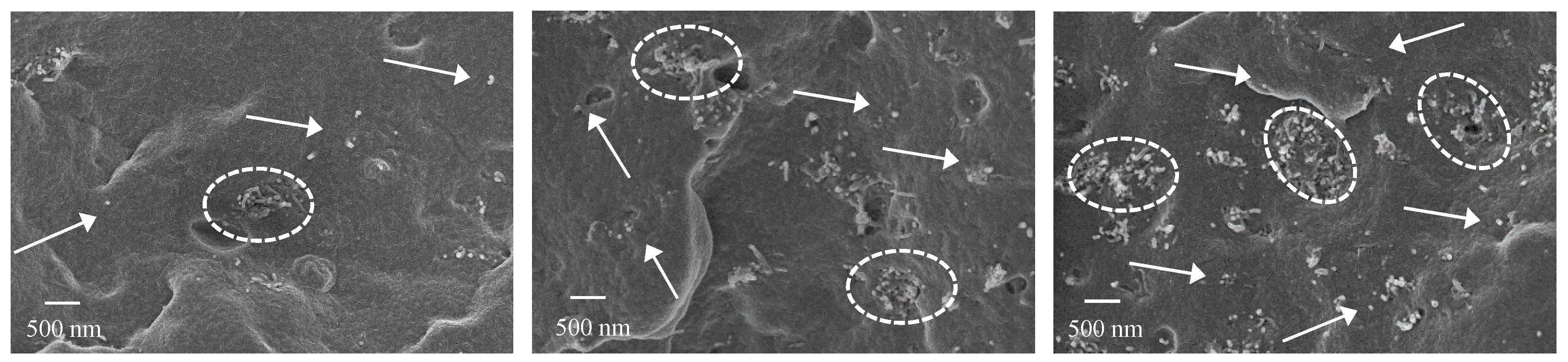 Nanomaterials 10 00814 g007