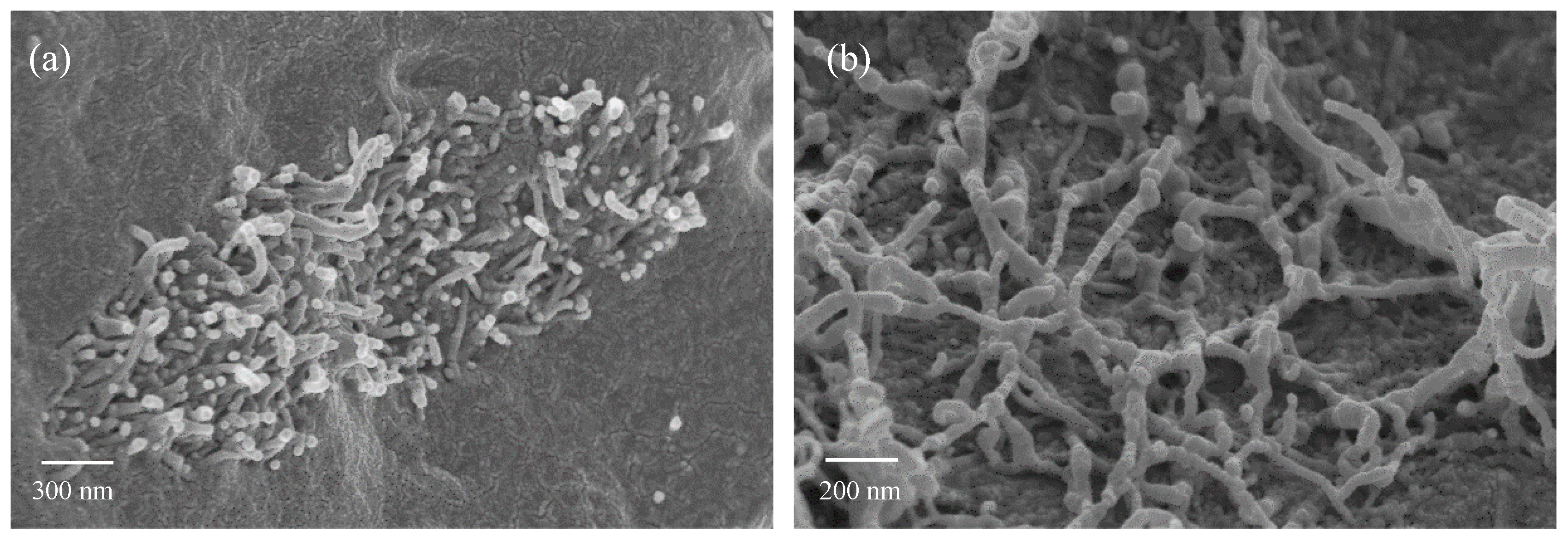 Nanomaterials 10 00814 g008