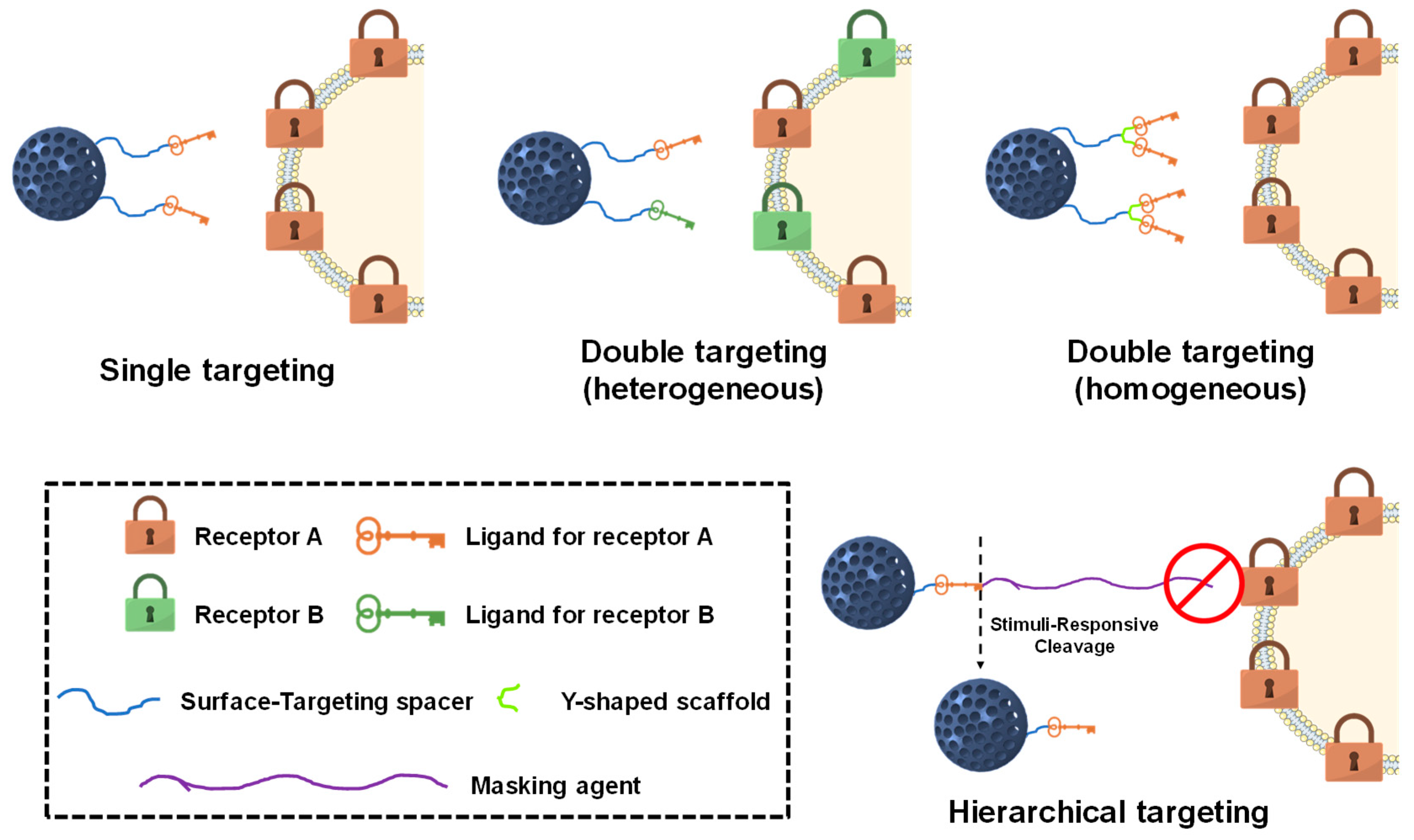 Nanomaterials Free Full Text Influence Of The Surface Functionalization On The Fate And Performance Of Mesoporous Silica Nanoparticles Html