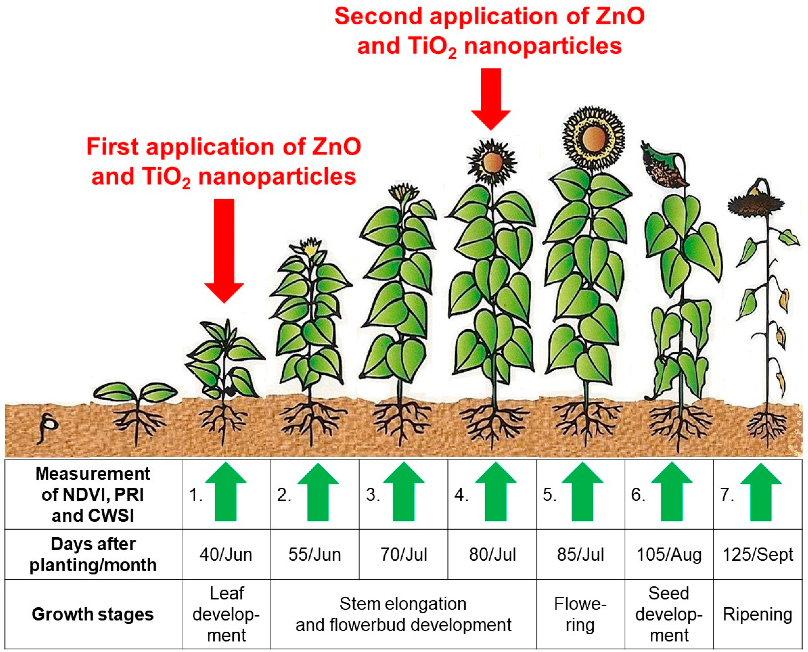 soybean growth stages timeline