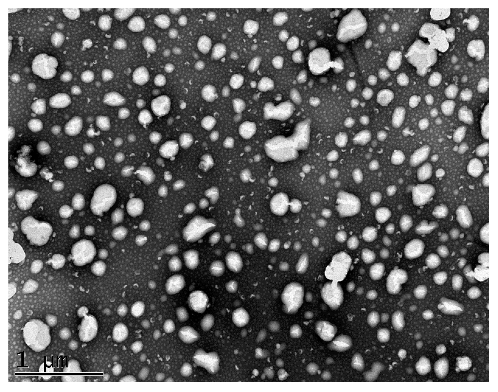 Nanomaterials 10 01650 g008 Nanomaterials 10 01650 g008