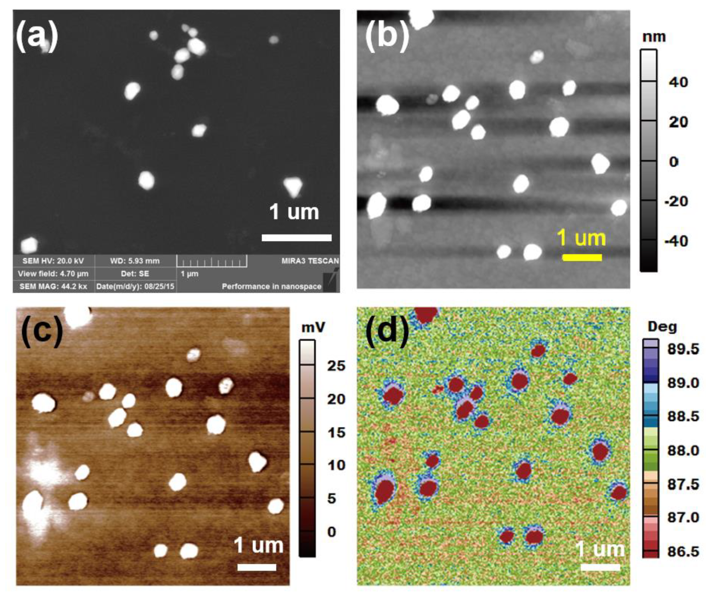 Nanomaterials | Free Full-Text | Atomic Force Microscope Study of  Ag-Conduct Polymer Hybrid Films: Evidence for Light-Induced Charge  Separation