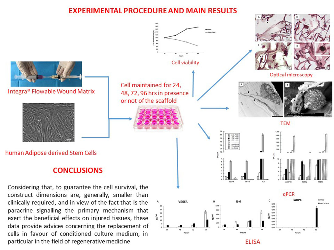 Nanomaterials | Free Full-Text | Effect of Nanostructured Scaffold on Human  Adipose-Derived Stem Cells: Outcome of In Vitro Experiments