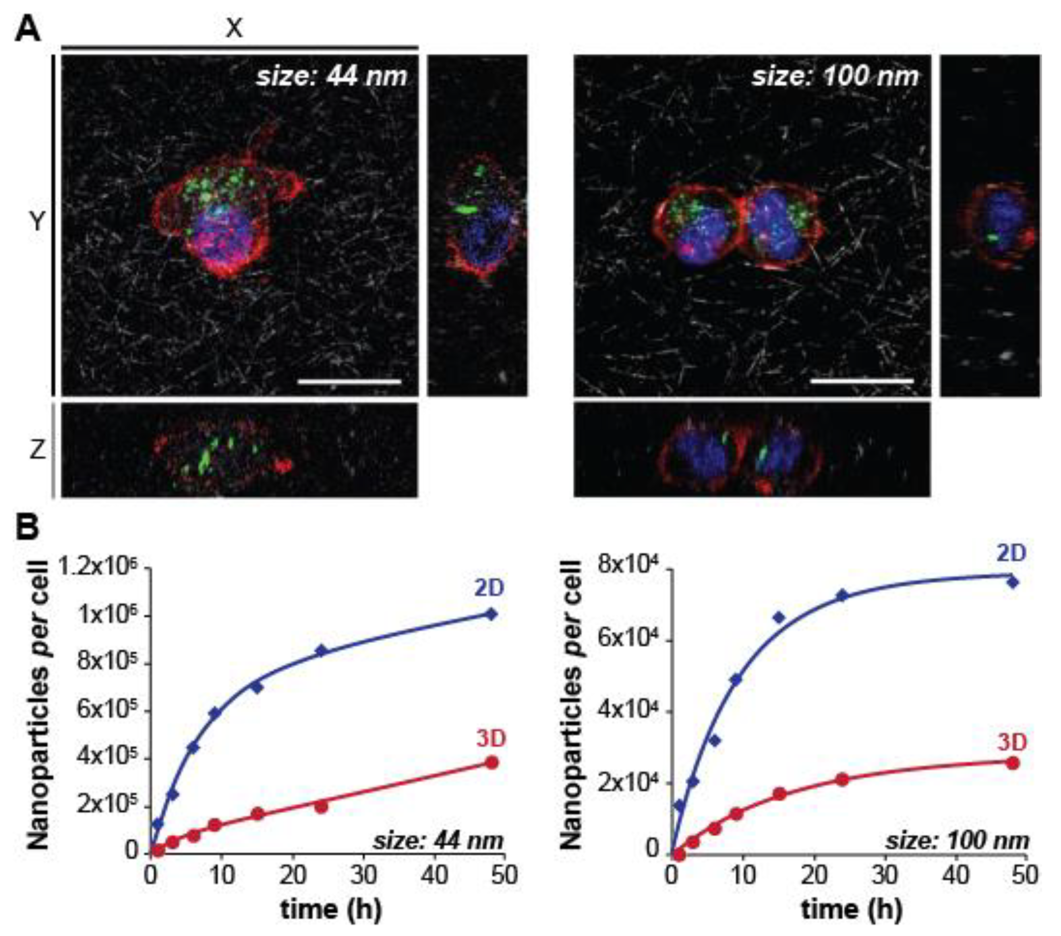 Nanomaterials Free Full Text From 2d To 3d Cancer Cell Models The Enigmas Of Drug Delivery Research Html