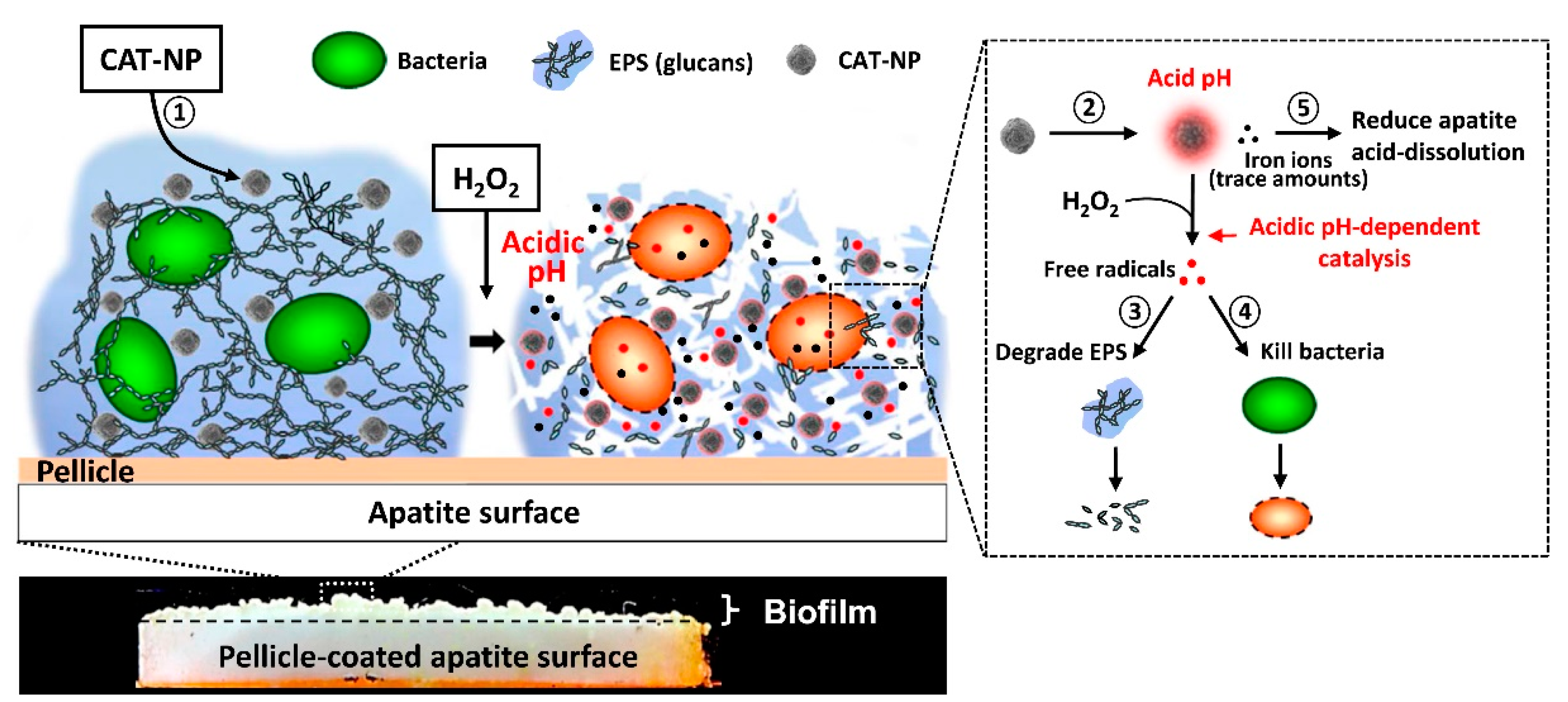 Nanomaterials 10 02253 g005