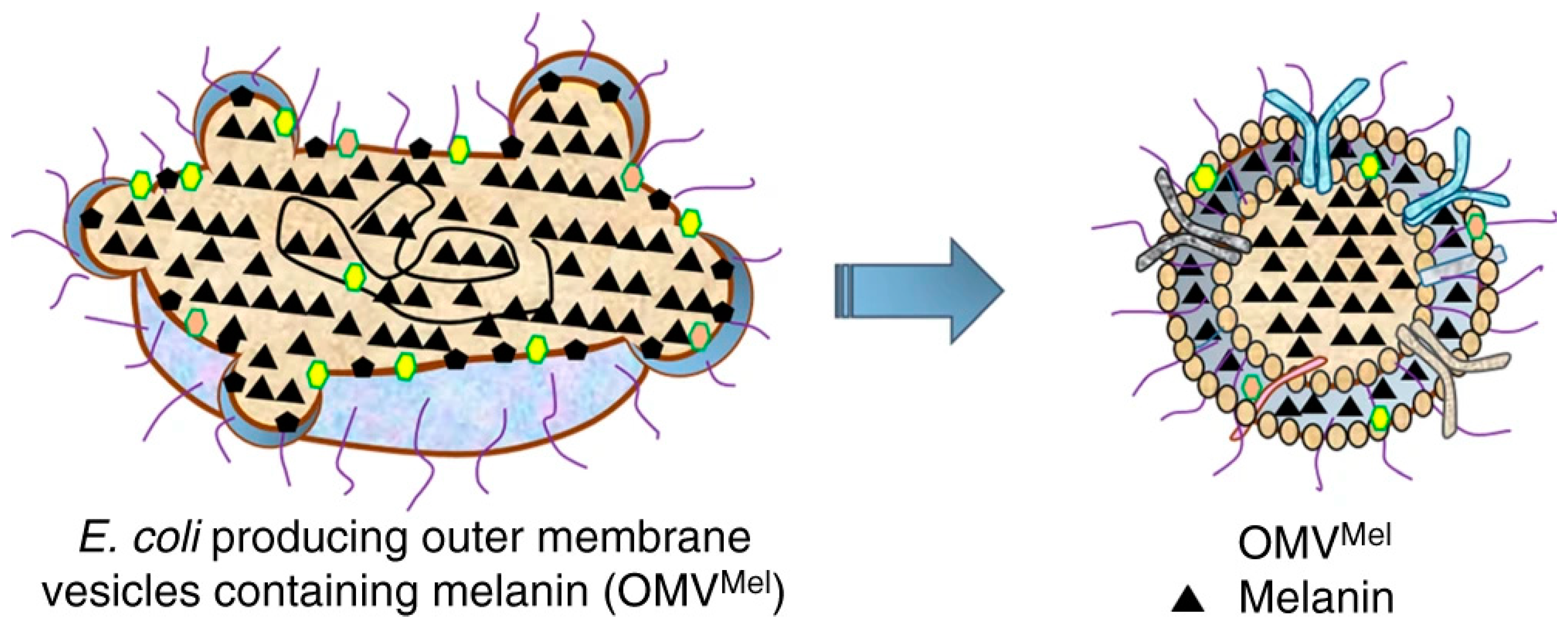 Nanomaterials 10 02276 g006
