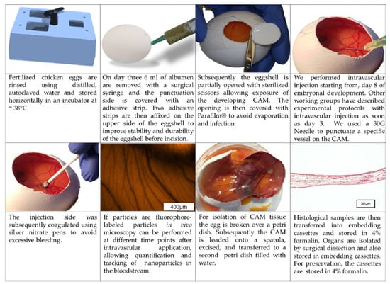 Nanomaterials | Free Full-Text | The Chorioallantoic Membrane Assay In ...