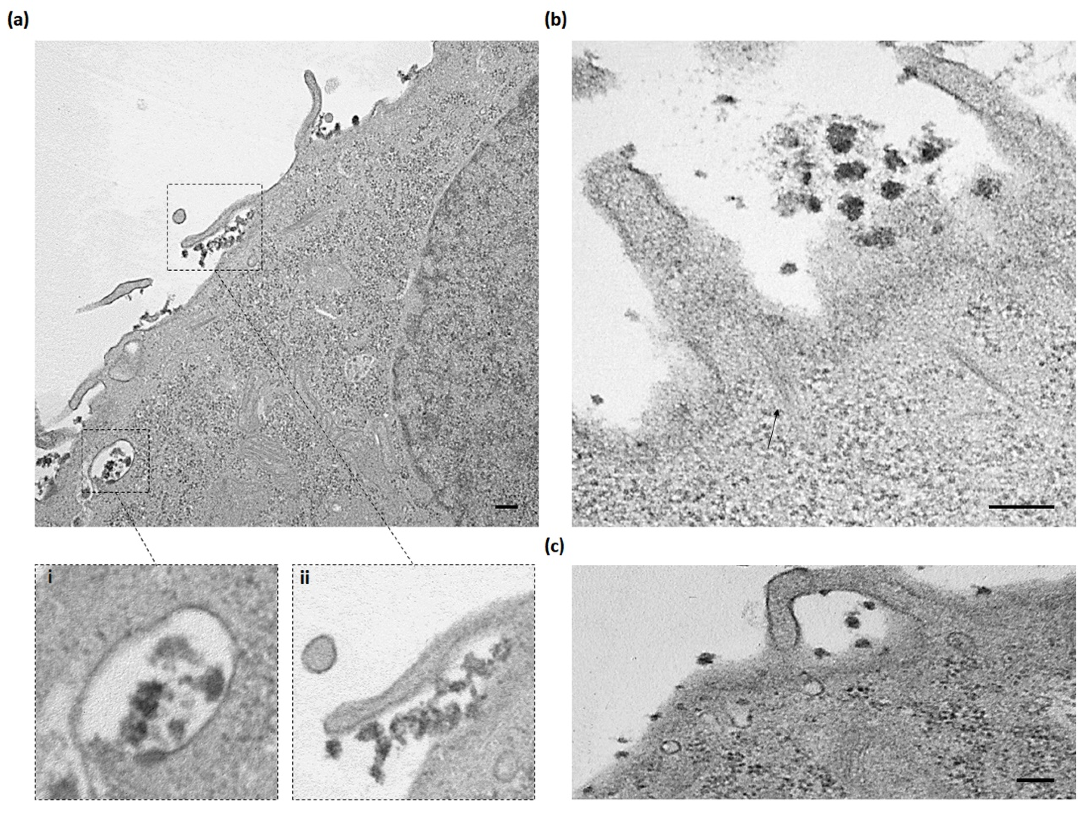 Nanomaterials 10 02474 g004 Nanomaterials 10 02474 g004