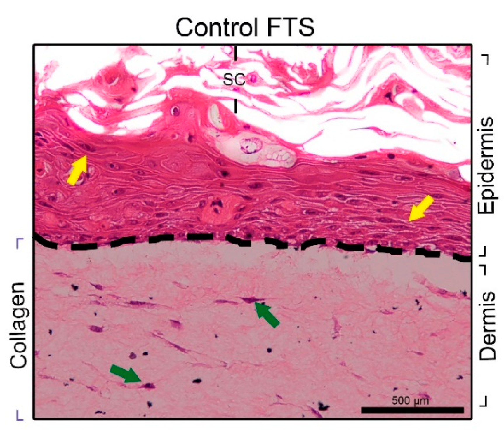 Nanomaterials Free Full Text Development Of Epidermal Equivalent From Electrospun Synthetic Polymers For In Vitro Irritation Corrosion Testing Html