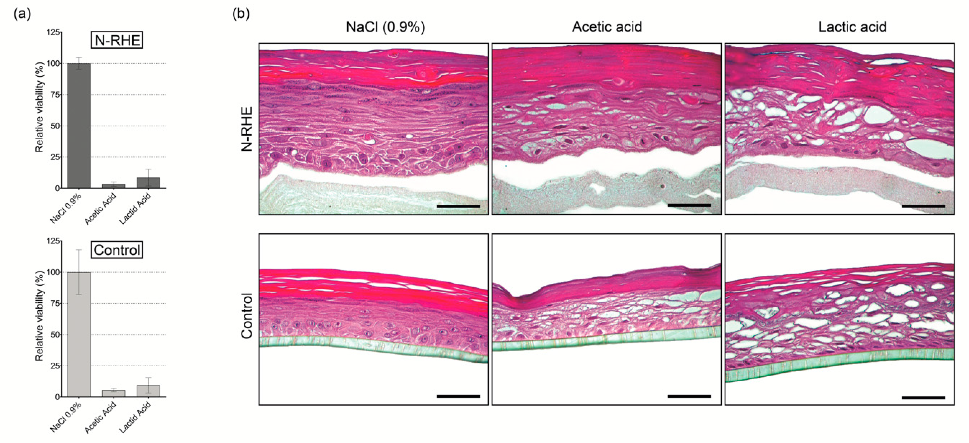 Nanomaterials Free Full Text Development Of Epidermal Equivalent From Electrospun Synthetic Polymers For In Vitro Irritation Corrosion Testing Html