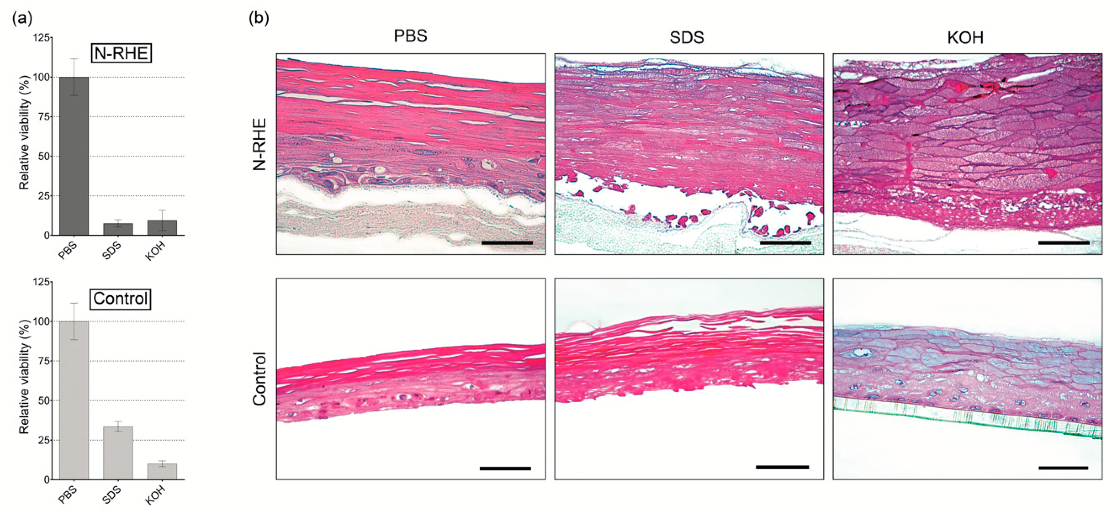 Nanomaterials Free Full Text Development Of Epidermal Equivalent From Electrospun Synthetic Polymers For In Vitro Irritation Corrosion Testing Html