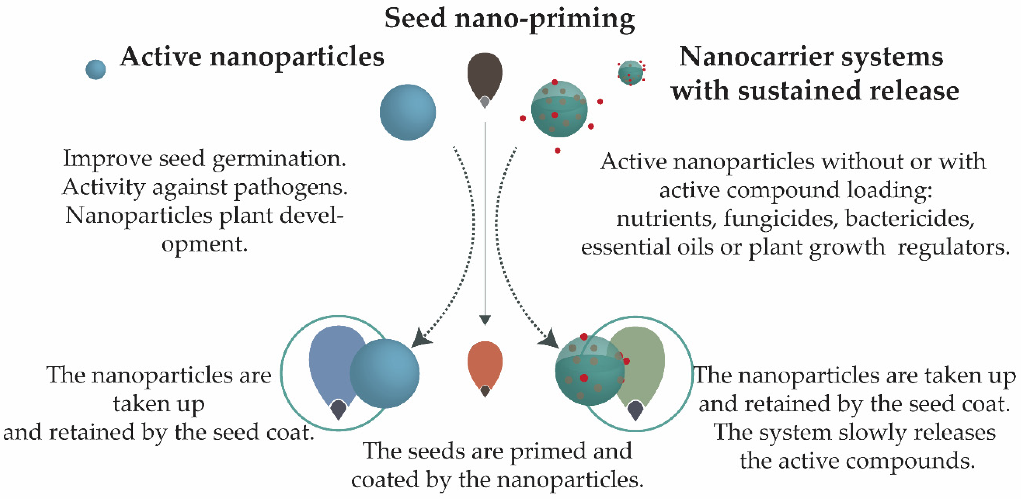 Nanomaterials Free Full Text Nanotechnology Potential In Seed Priming For Sustainable Agriculture Html