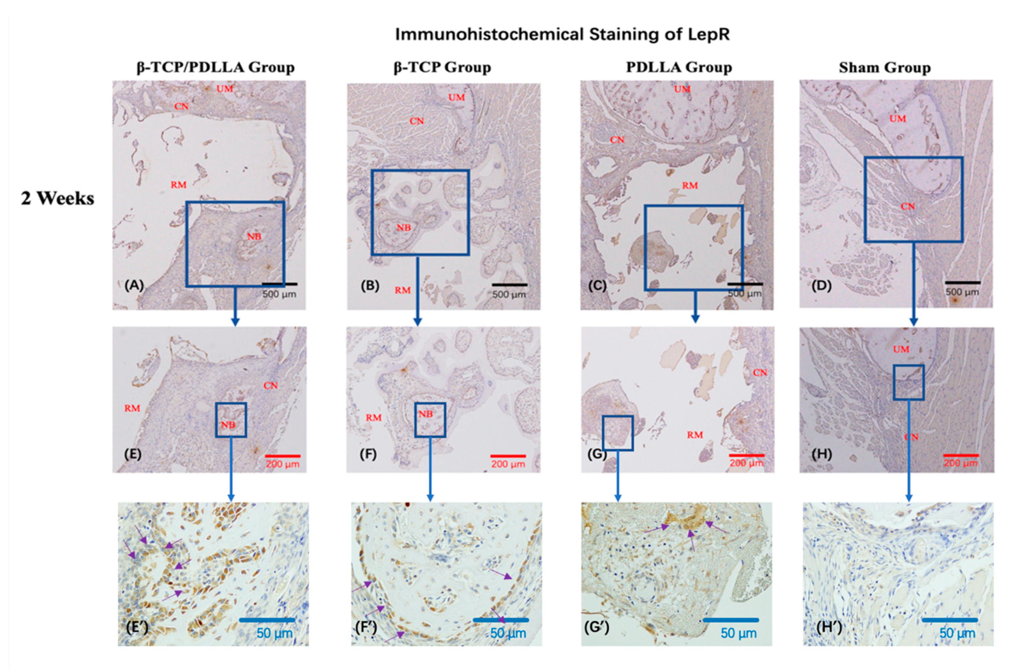 Nanomaterials 11 00303 g008a