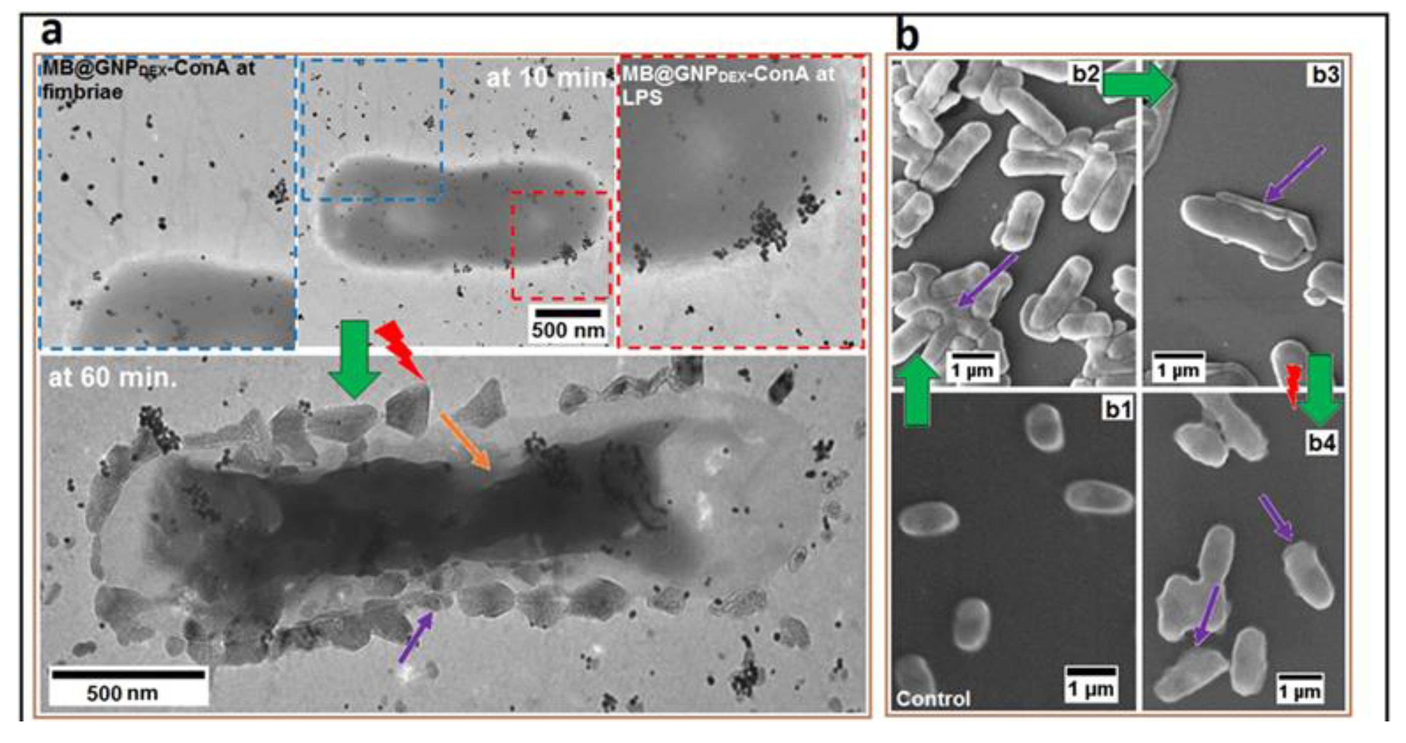 Nanomaterials 11 00312 g005 Nanomaterials 11 00312 g005