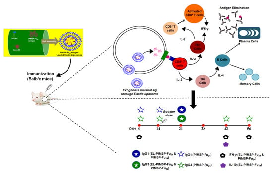 Nanomaterials | Free Full-Text | Transdermal Immunization of Elastic ...