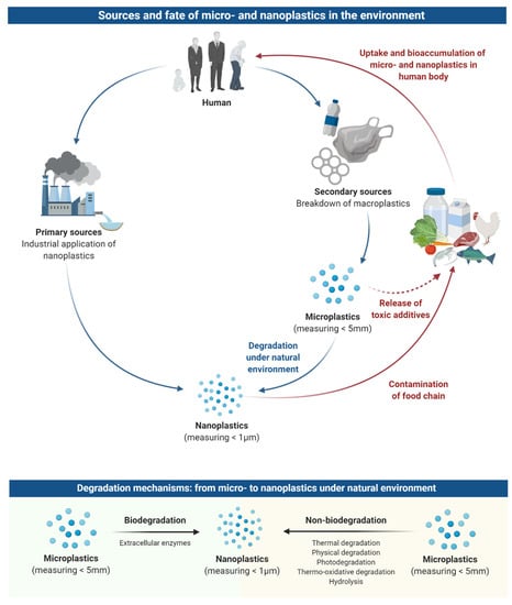 Nanomaterials | Free Full-Text | Impact of Microplastics and Nanoplastics  on Human Health