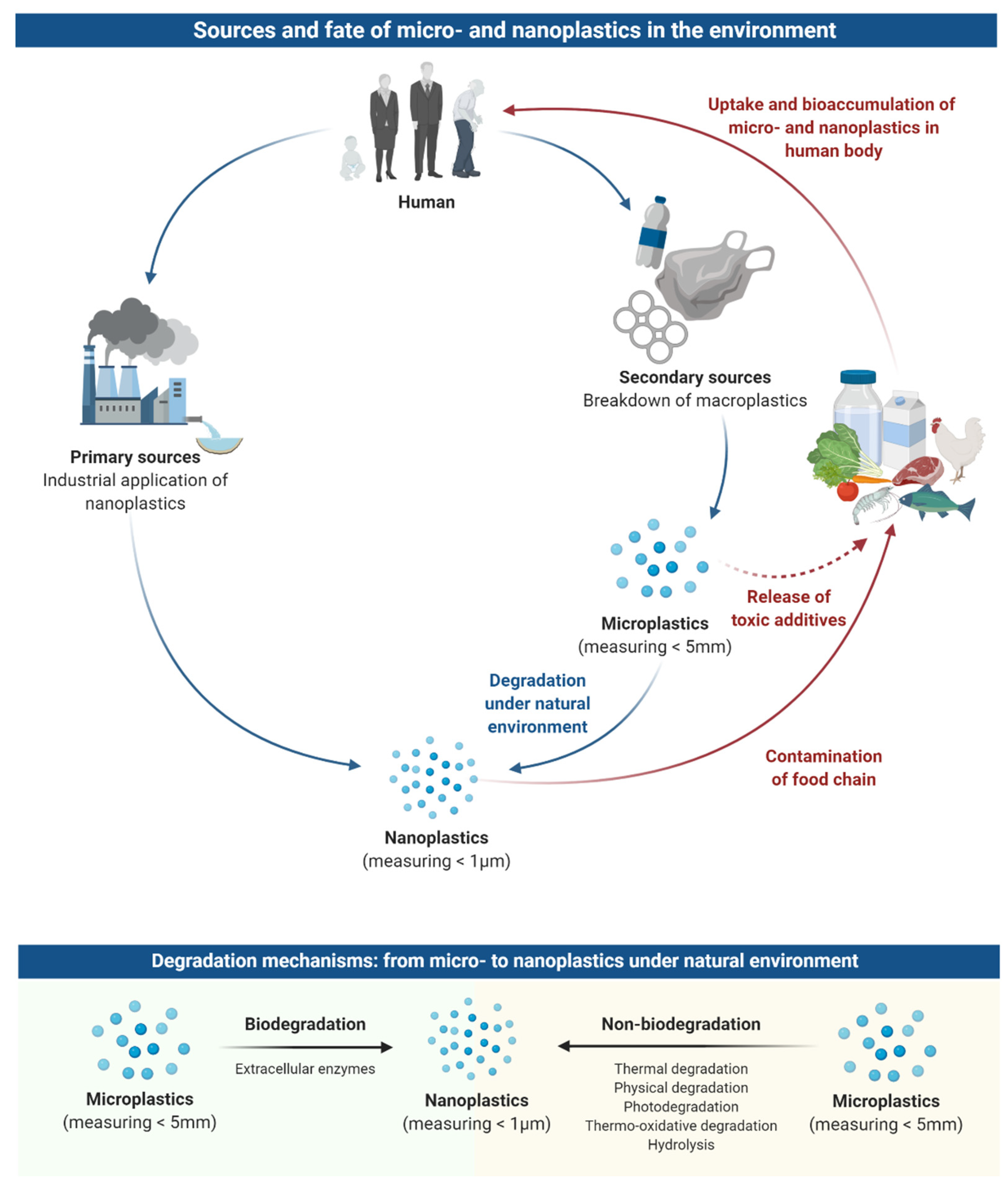 Nanomaterials | Free Full-Text | Impact of Microplastics and Nanoplastics  on Human Health | HTML