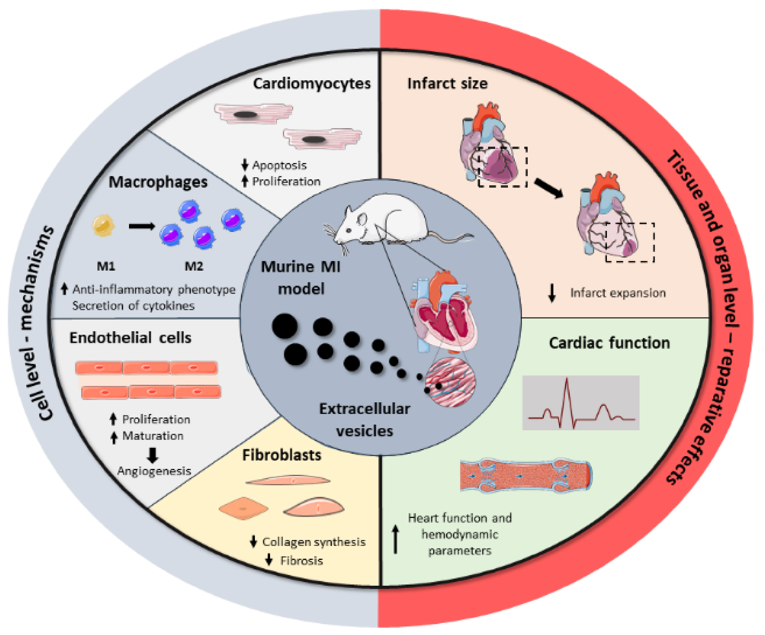 Nanomaterials | Free Full-Text | Extracellular Vesicle-Based Therapeutics  for Heart Repair | HTML