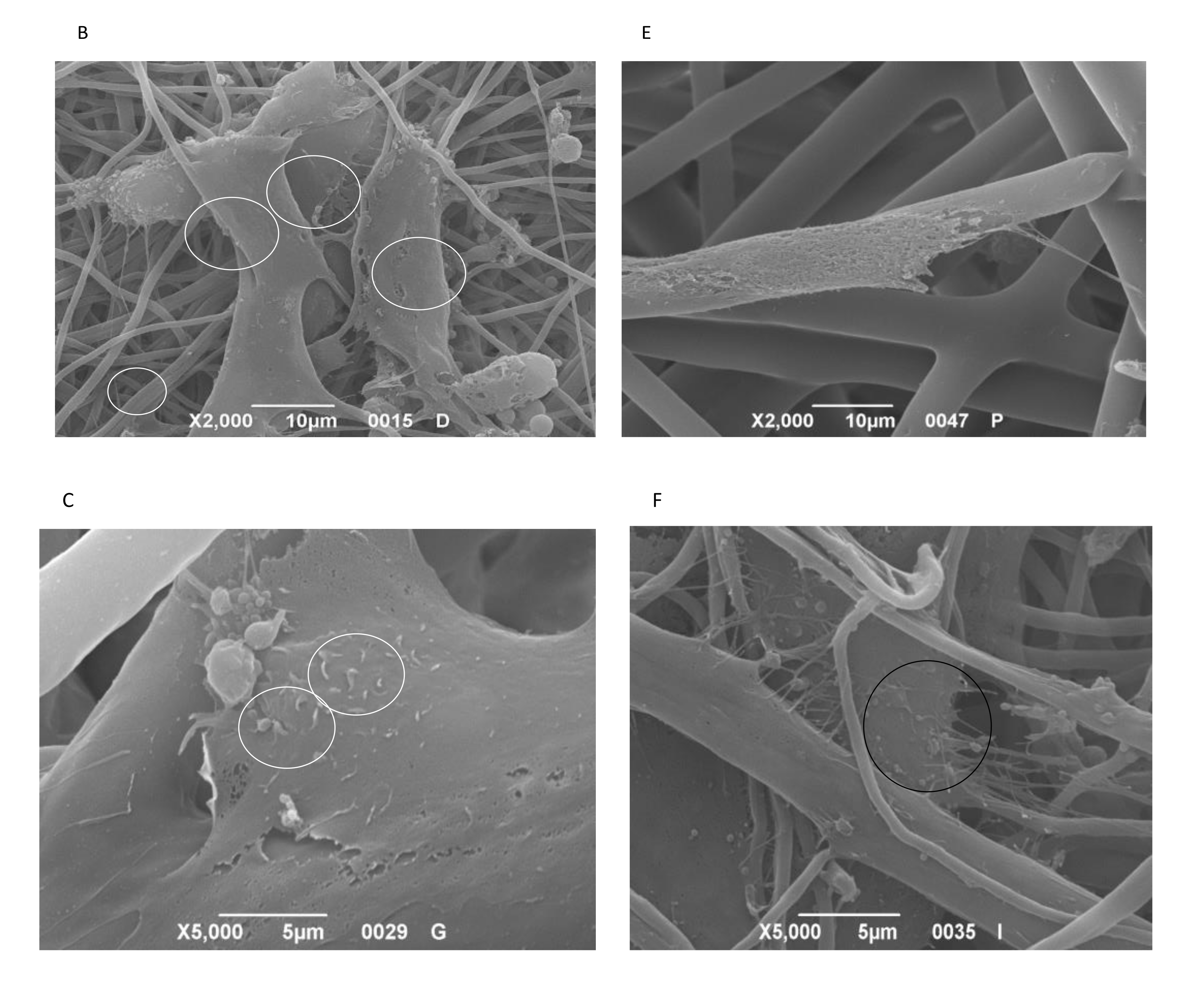 Nanomaterials 11 00751 g006b