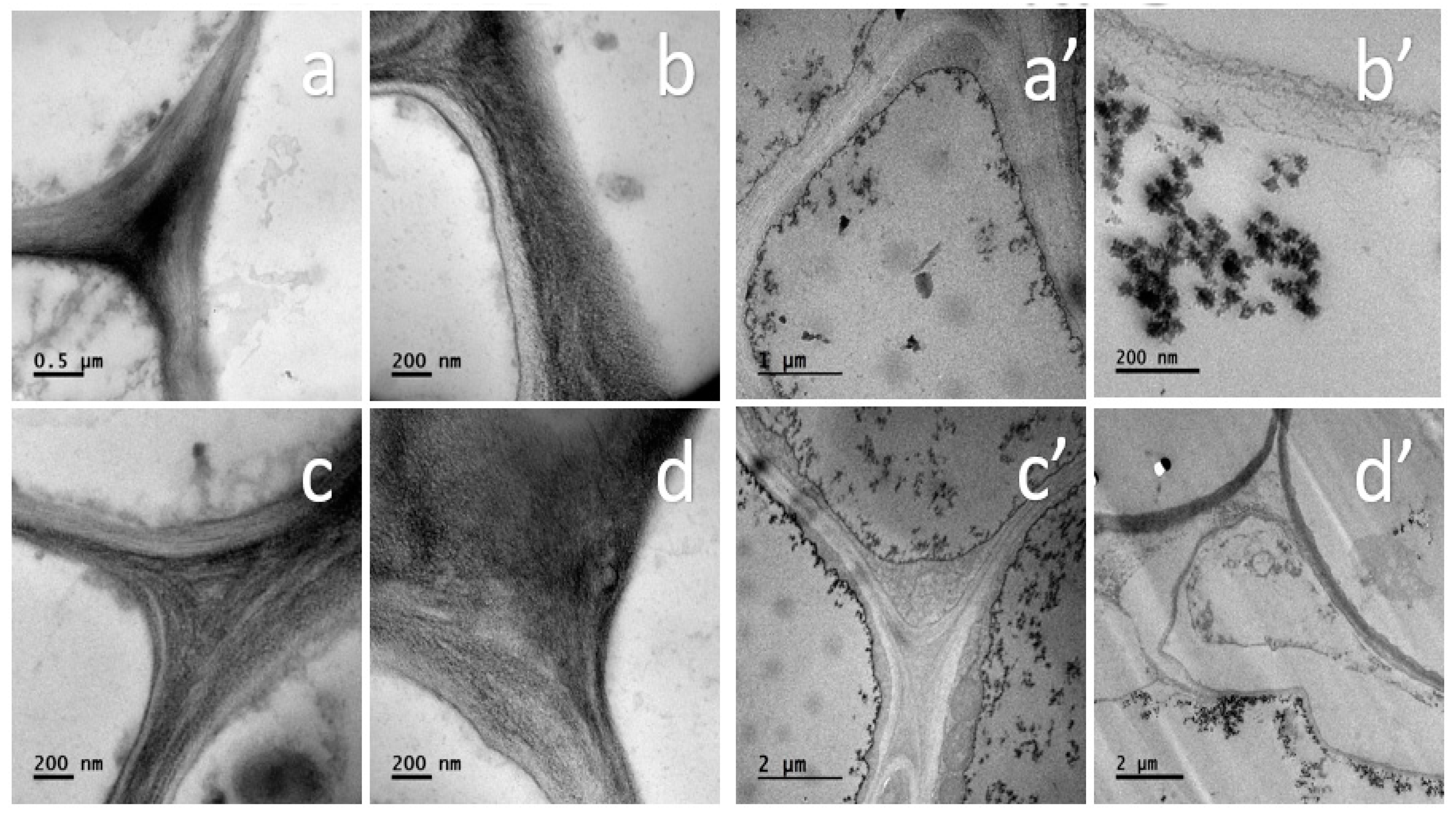Nanomaterials 11 01127 g011