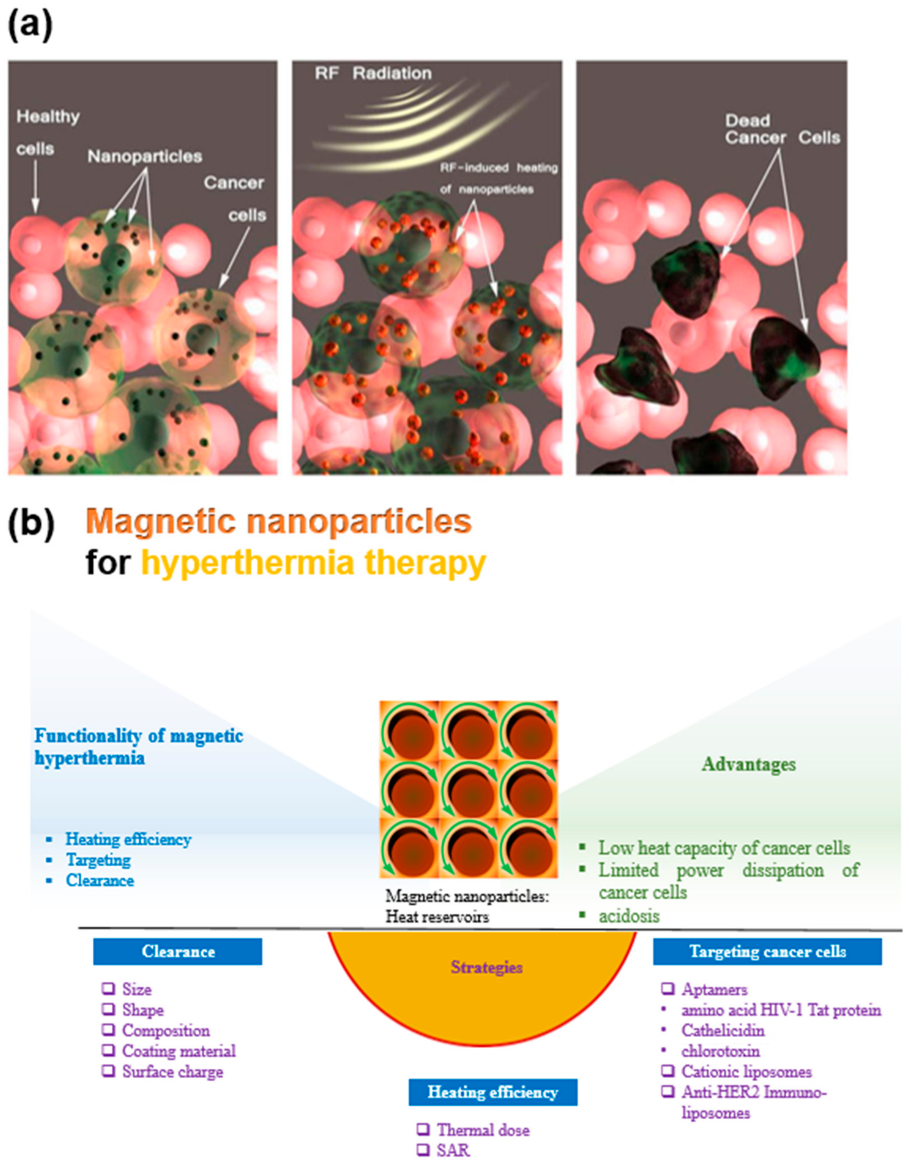 Nanomaterials | Free Full-Text | Fundamentals to Apply Magnetic  Nanoparticles for Hyperthermia Therapy