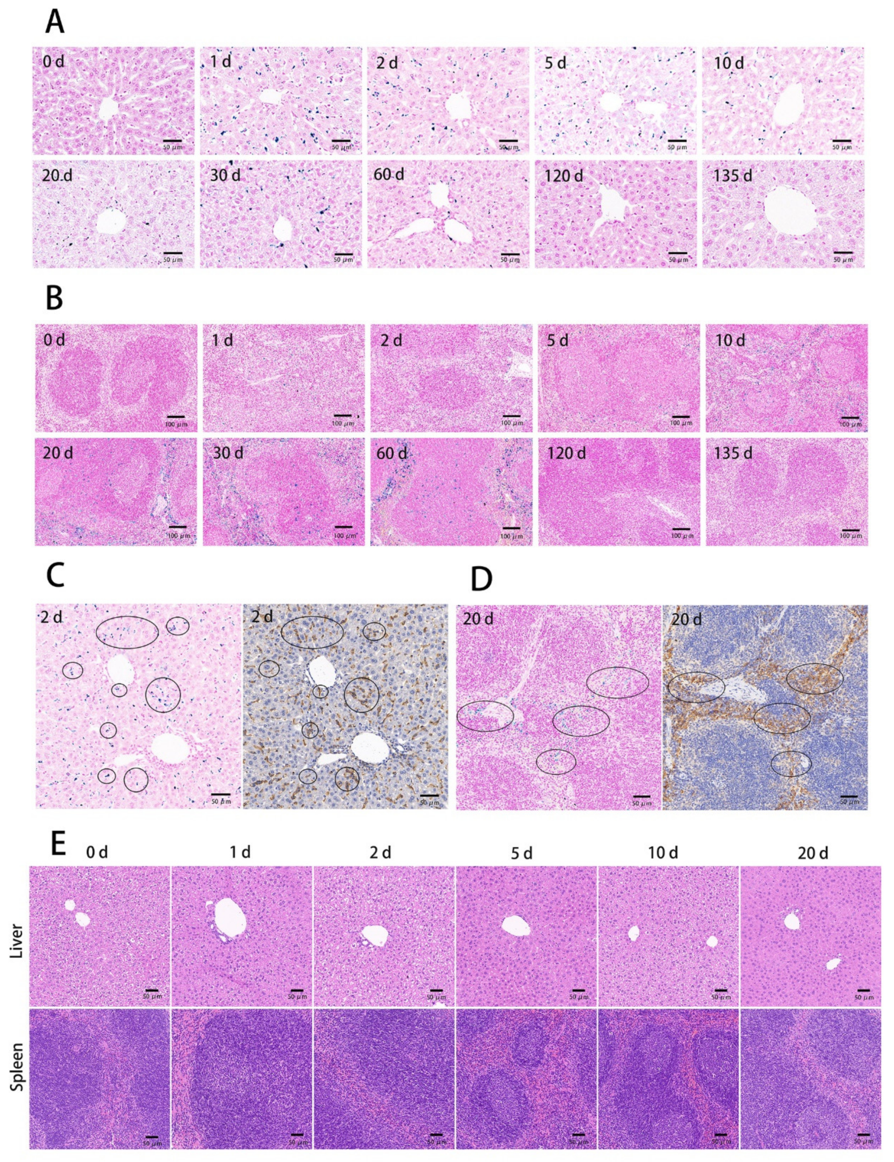 Nanomaterials 11 01235 g006