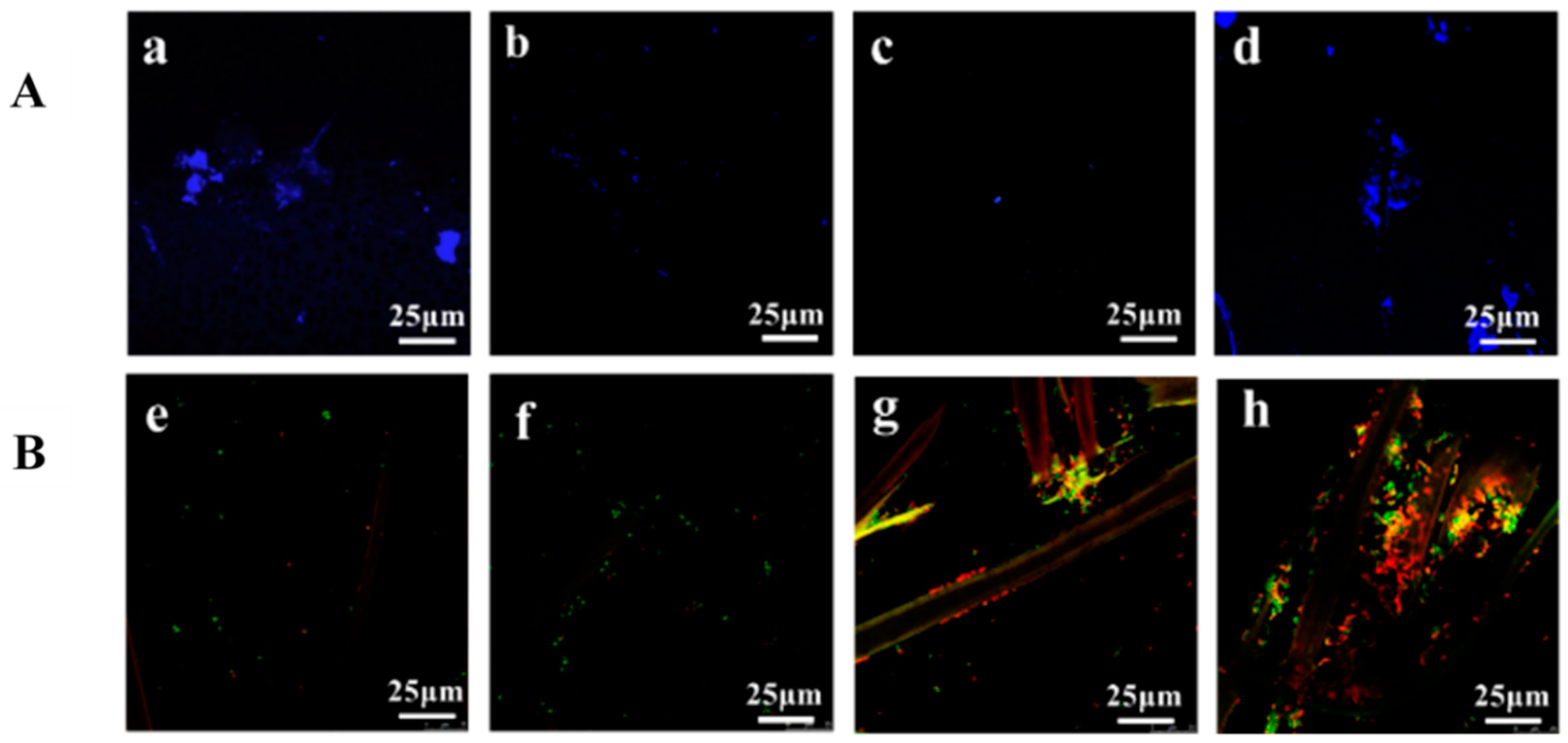 Nanomaterials 11 01752 g004