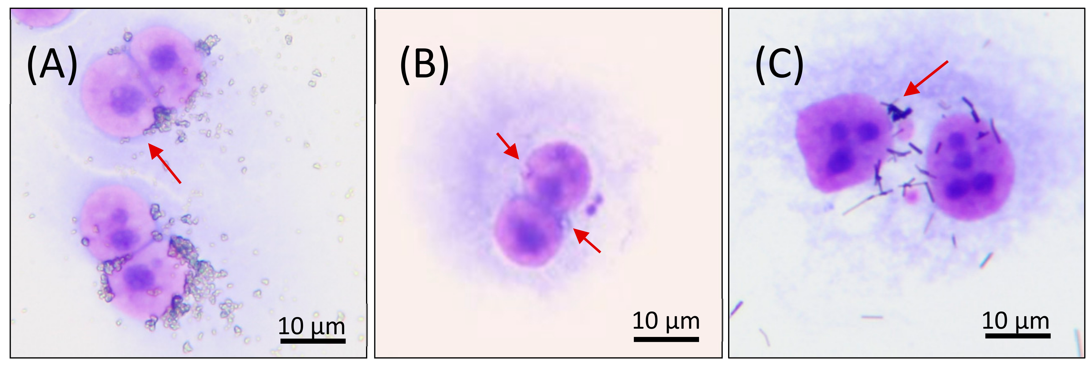 Nanomaterials 11 01929 g002
