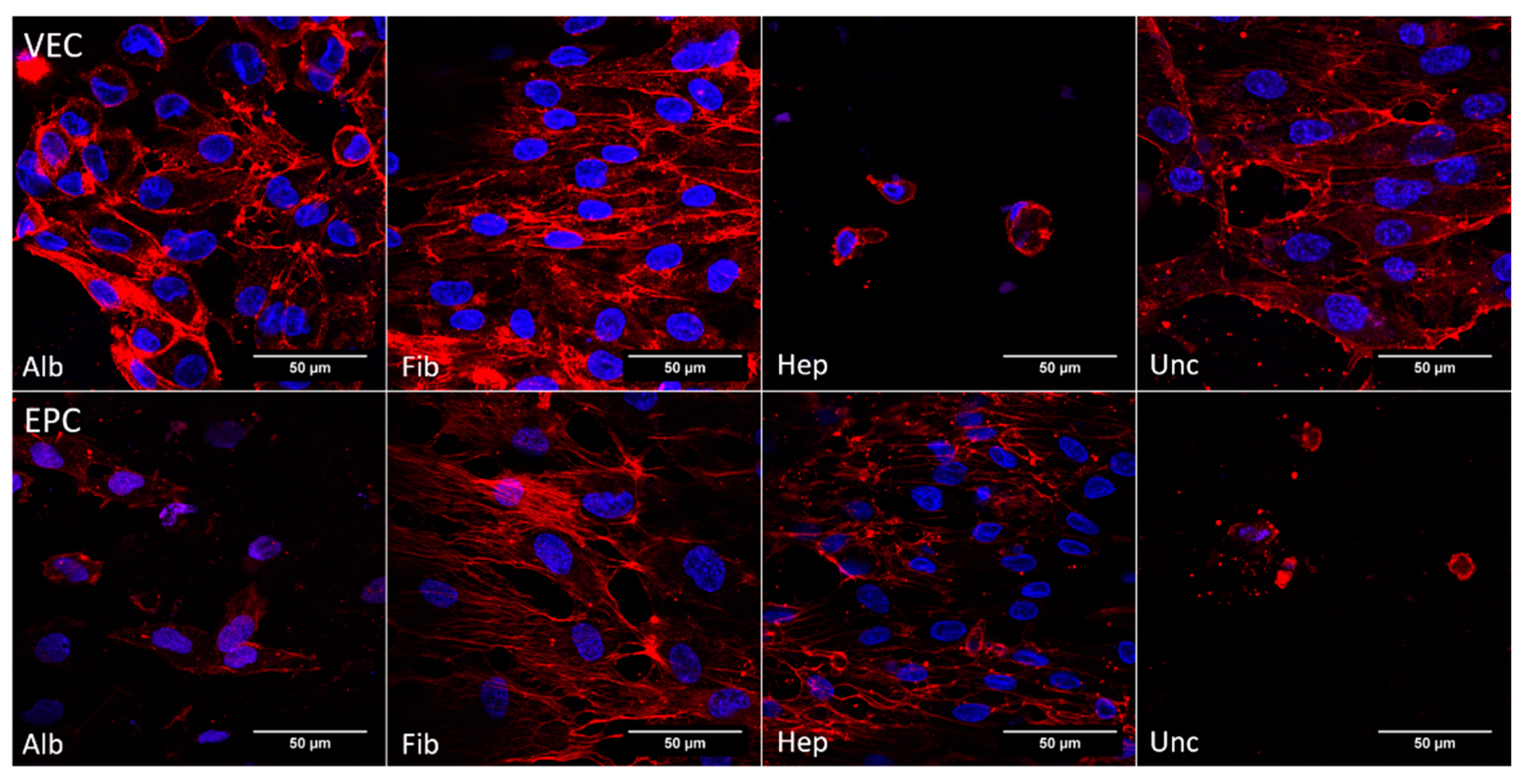 Nanomaterials Free Full Text Comparative Evaluation On Impacts Of Fibronectin Heparin Chitosan And Albumin Coating Of Bacterial Nanocellulose Small Diameter Vascular Grafts On Endothelialization In Vitro Html