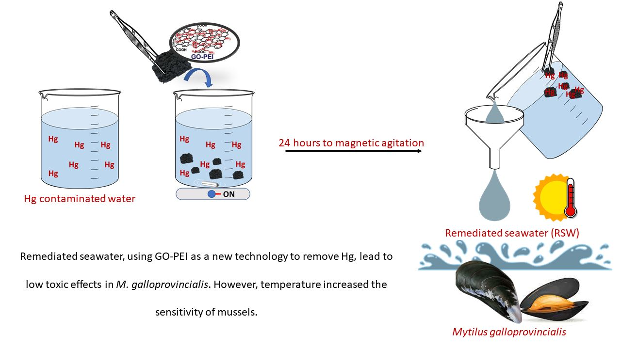 Nanomaterials | Free Full-Text | The Influence of Temperature Increase on  the Toxicity of Mercury Remediated Seawater Using the Nanomaterial Graphene  Oxide on the Mussel Mytilus galloprovincialis