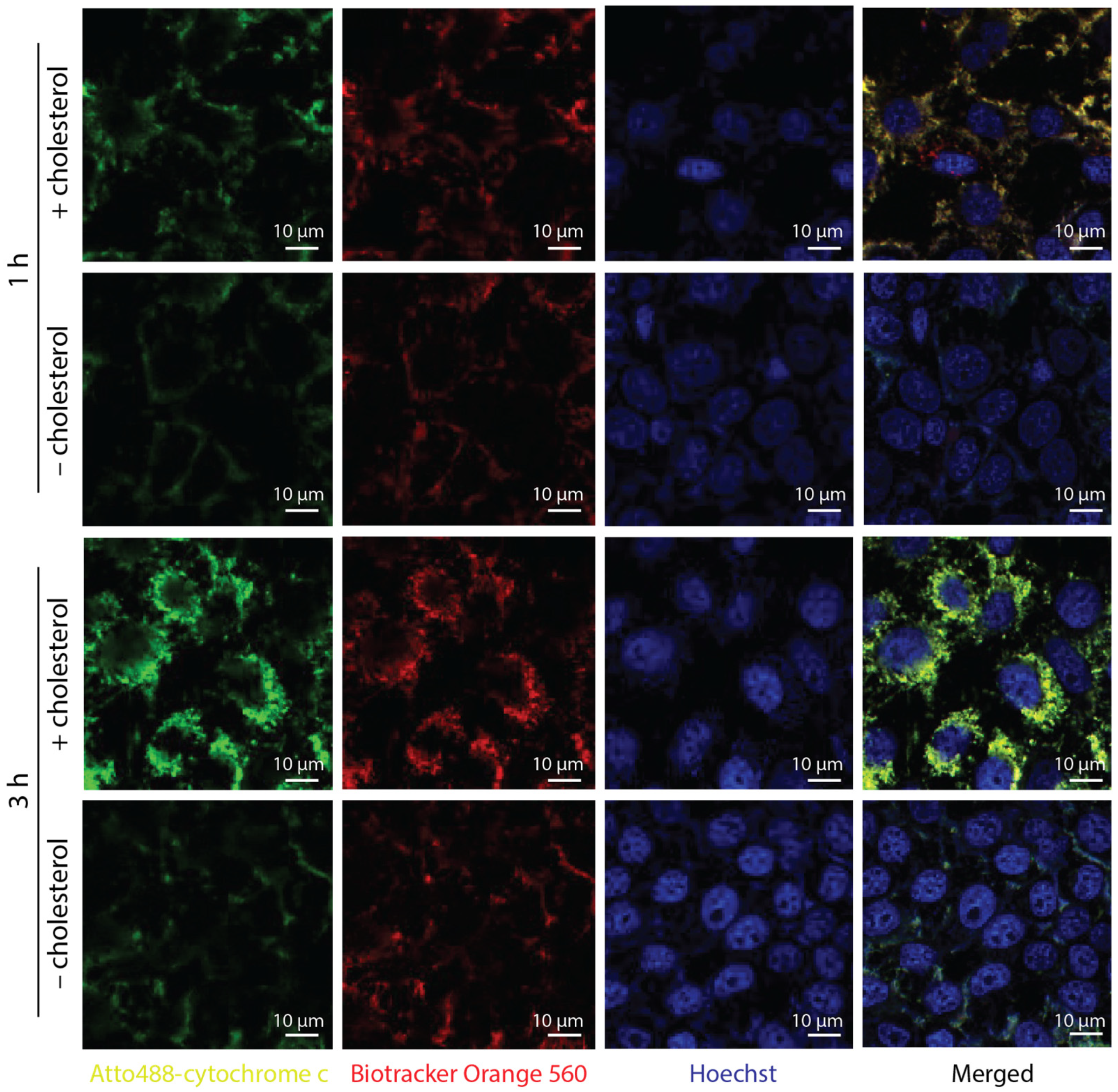 Nanomaterials 11 02003 g004