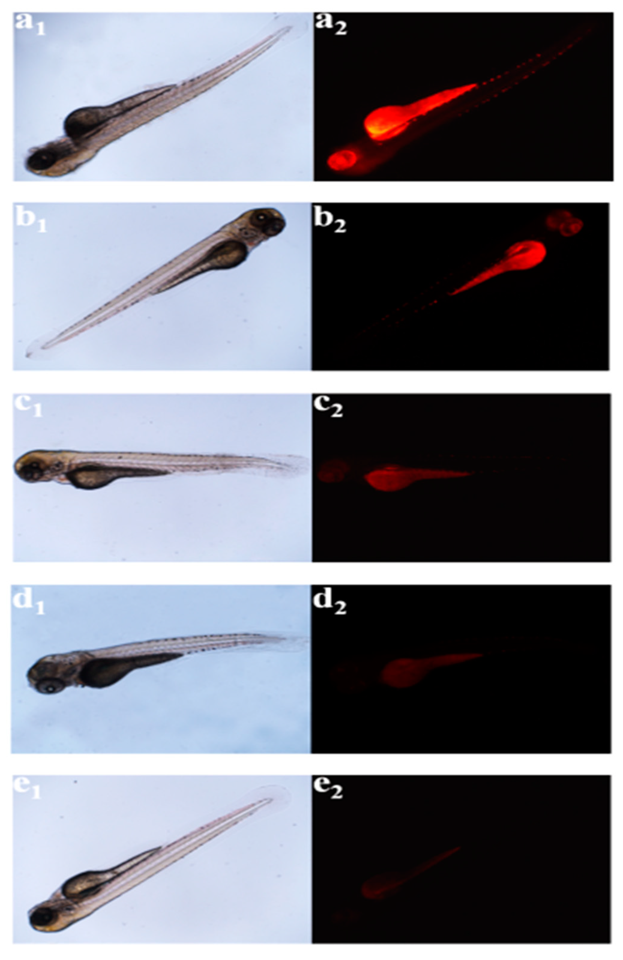 Nanomaterials 11 02089 g009