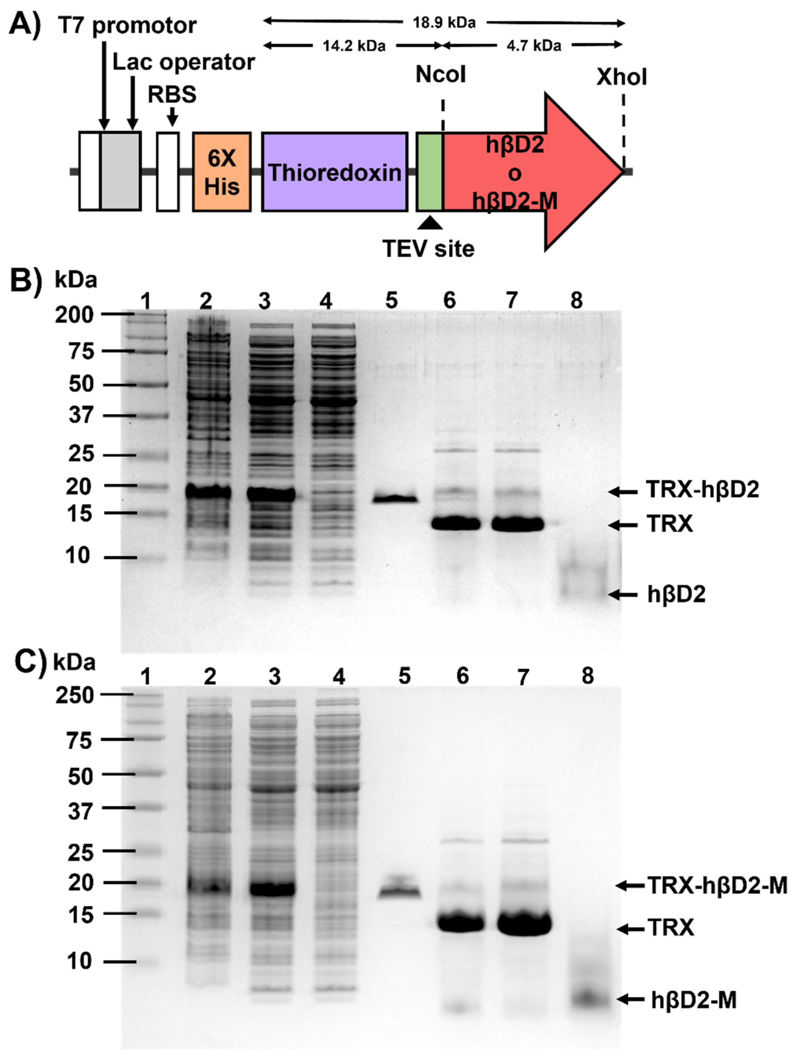 Nanomaterials 11 02144 g001