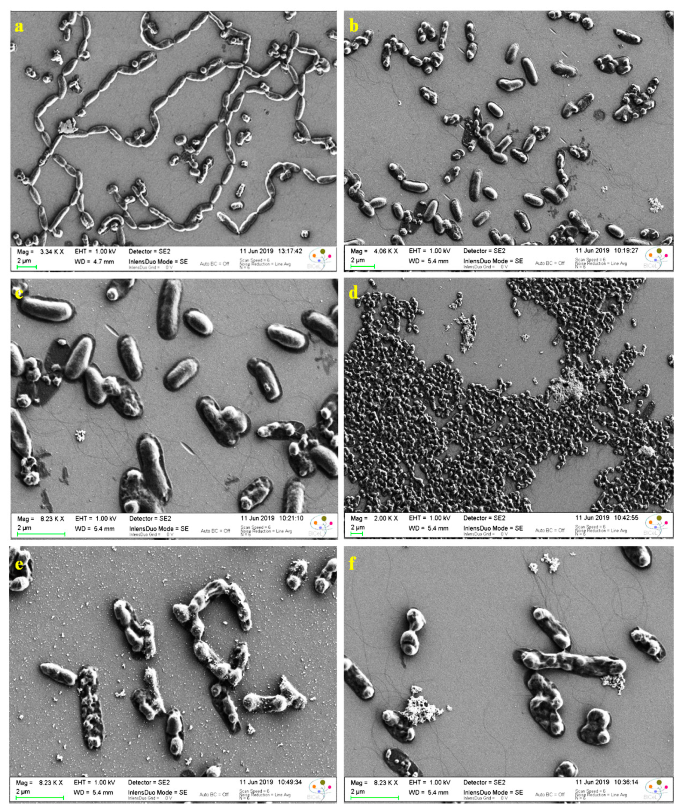 Nanomaterials 11 02156 g009 Nanomaterials 11 02156 g009