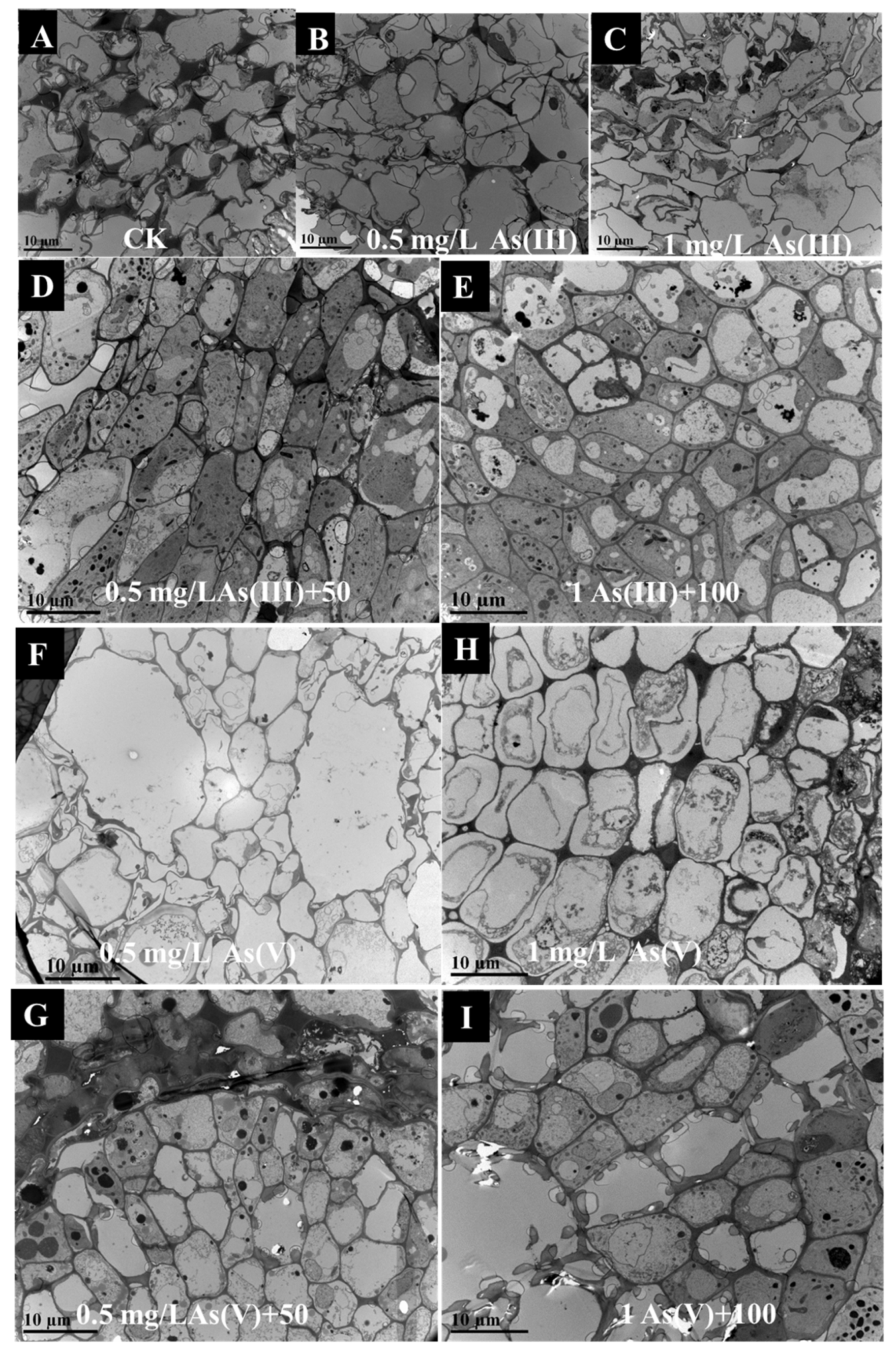 Nanomaterials 11 02228 g003