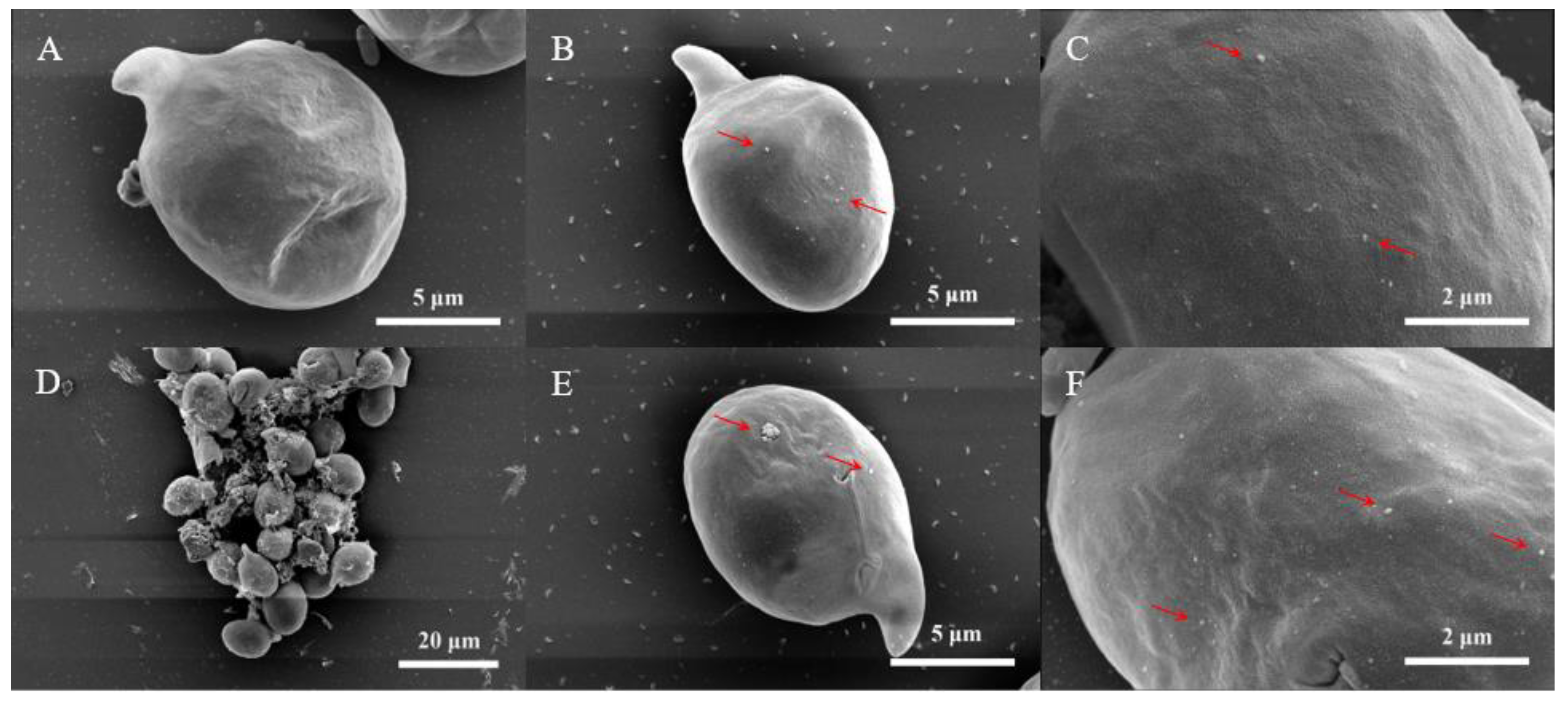 Nanomaterials 11 02471 g004