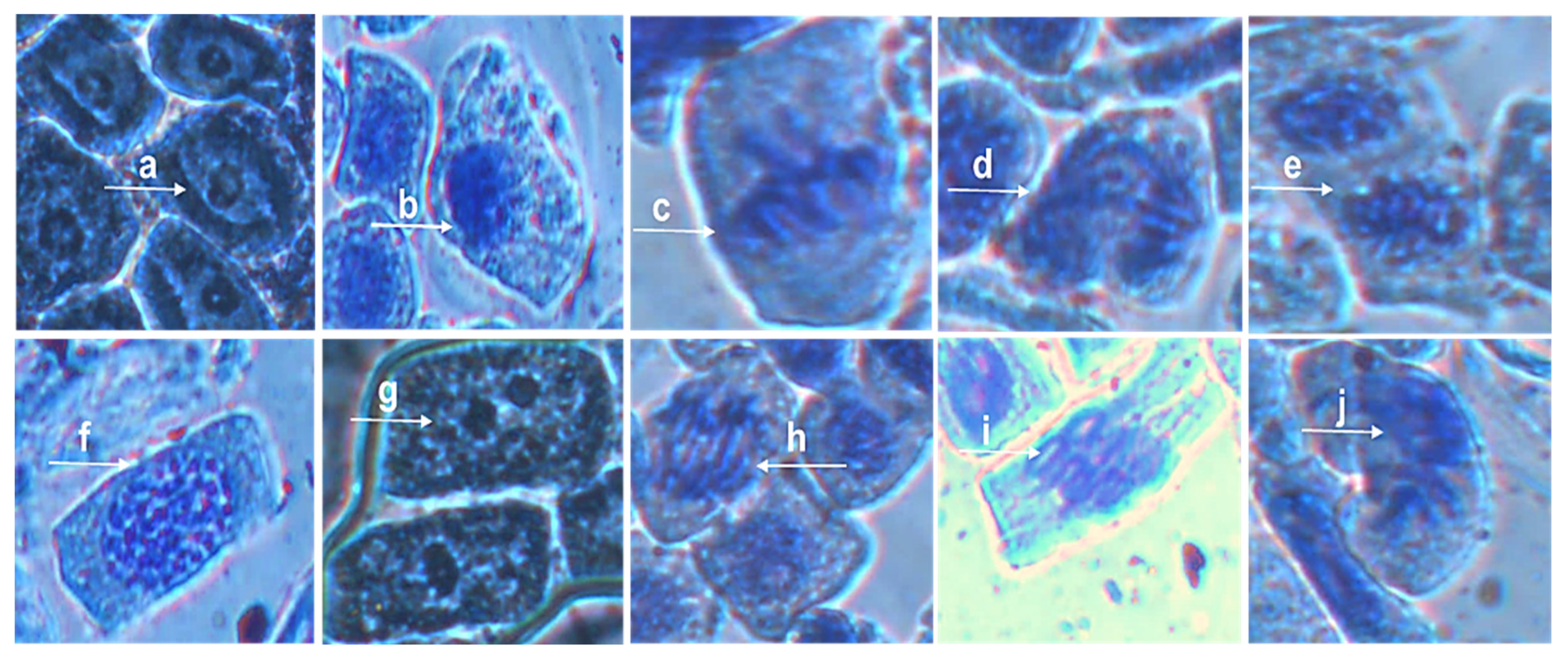 Nanomaterials 11 02516 g007