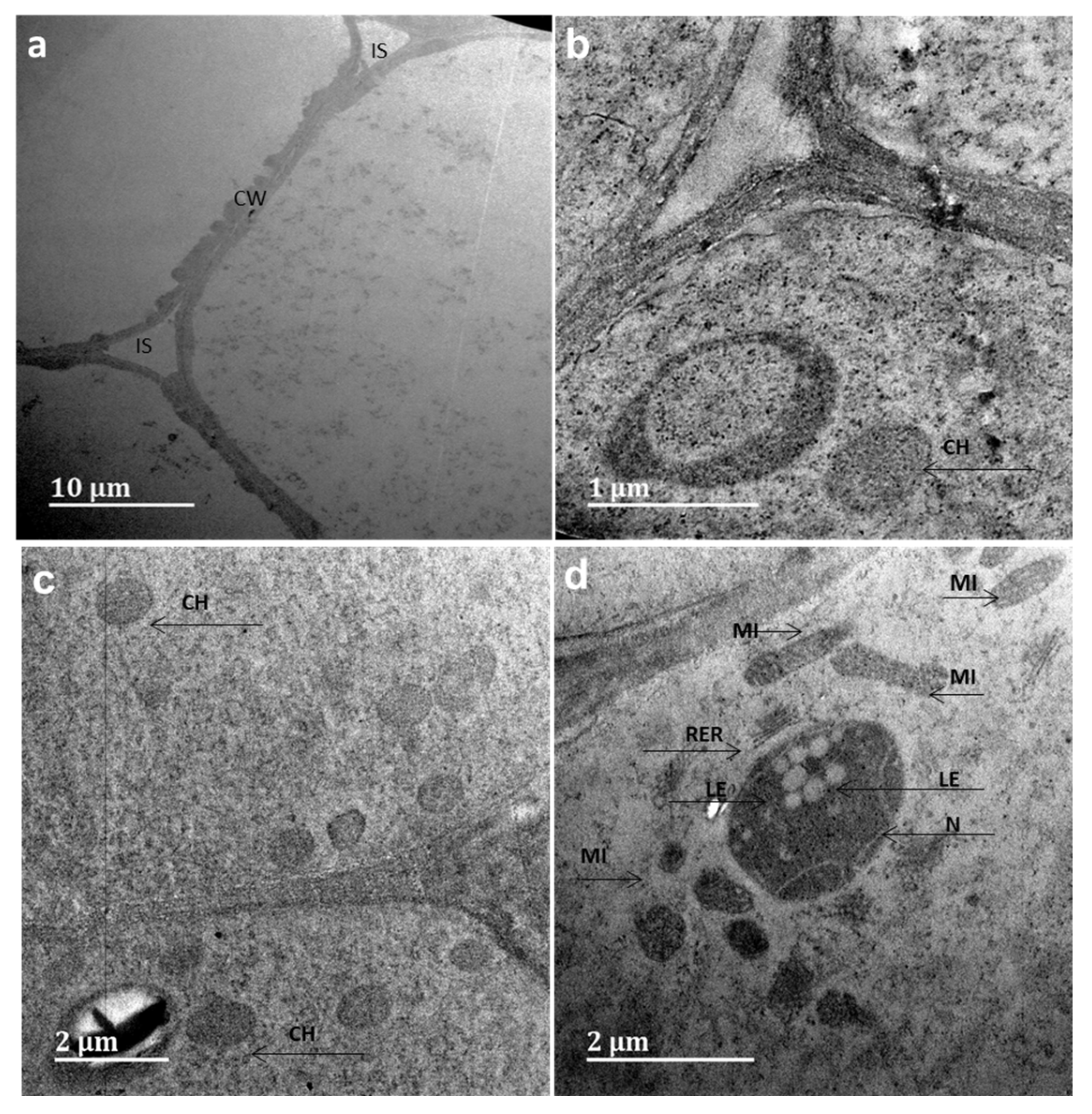 Nanomaterials 11 02516 g008