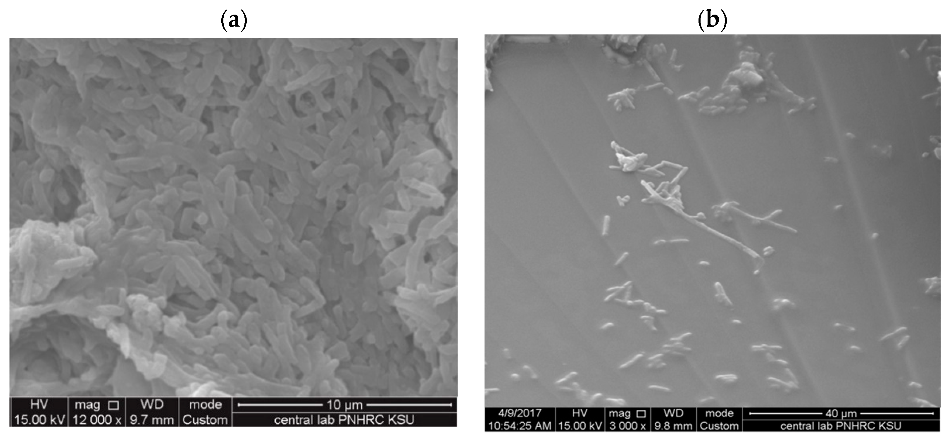 Nanomaterials 11 02573 g011