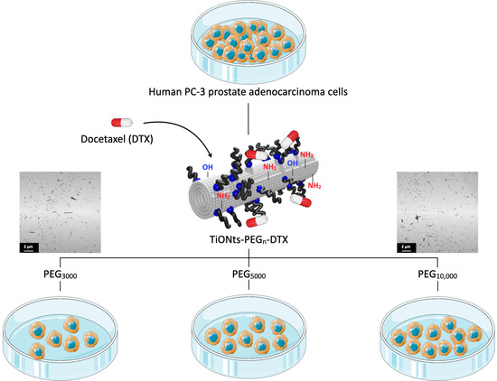Nanomaterials | Free Full-Text | About the Influence of PEG Spacers on the  Cytotoxicity of Titanate Nanotubes-Docetaxel Nanohybrids against a Prostate  Cancer Cell Line | HTML