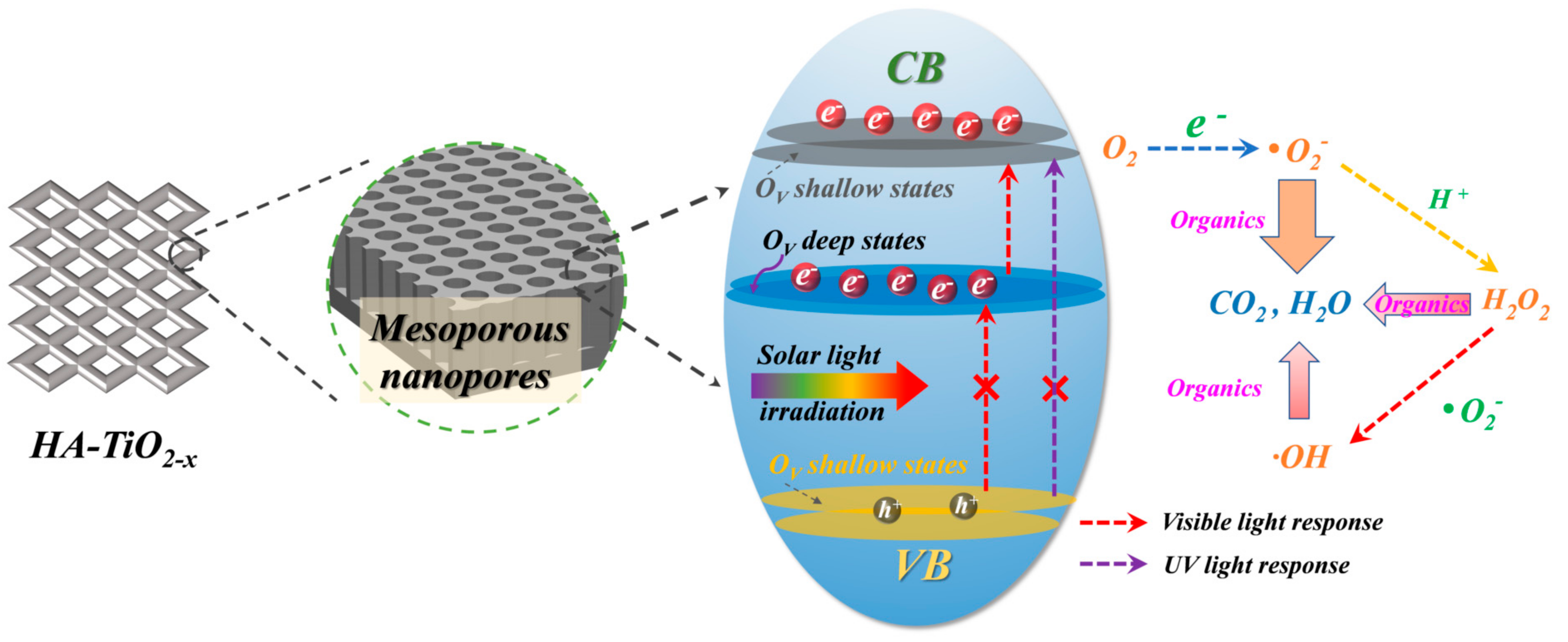 Hydrogenated Amorphous TiO2−x and Its High Visible Light Photoactivity