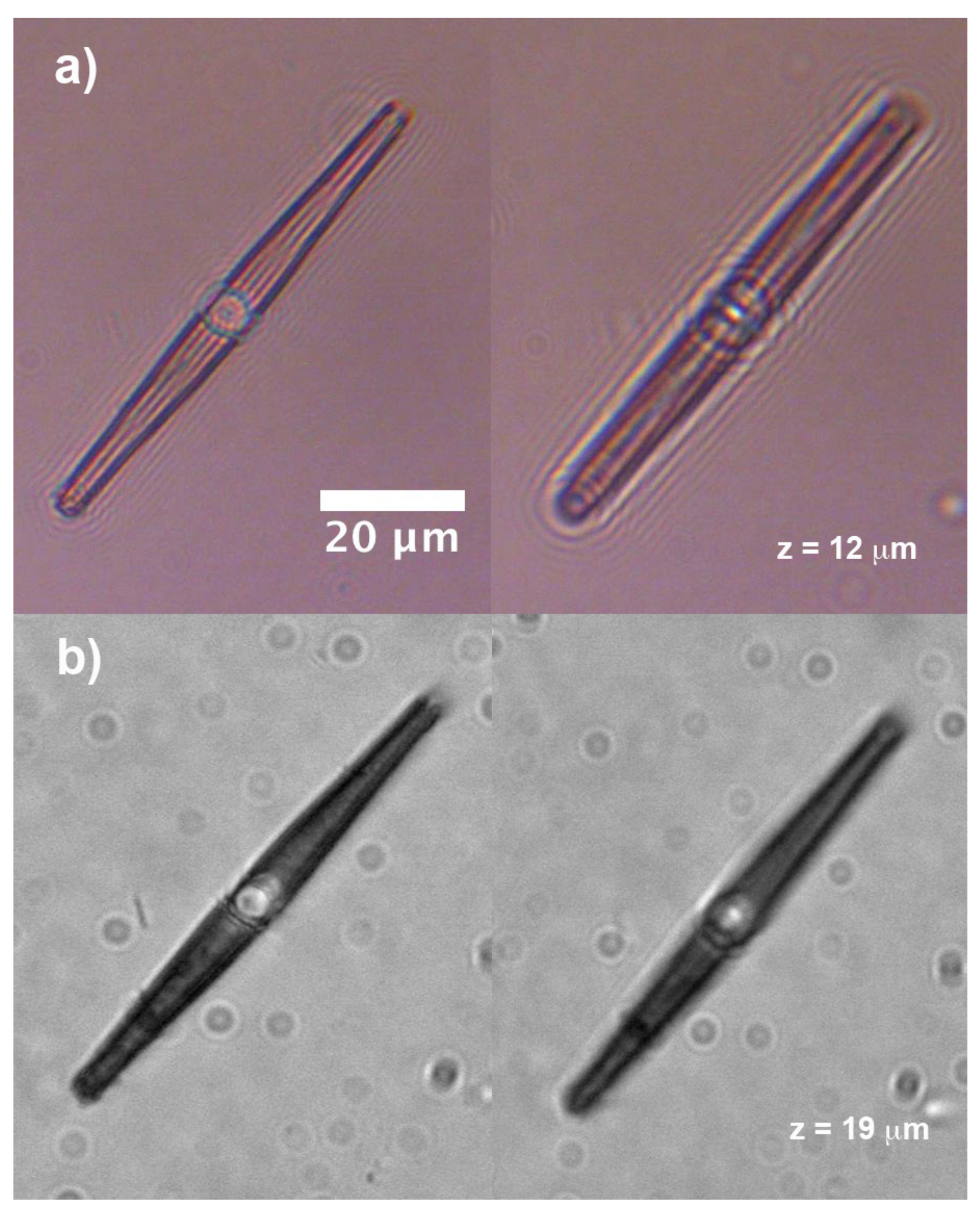 Nanomaterials | Free Full-Text | Underwater Light Manipulation by the  Benthic Diatom Ctenophora pulchella: From PAR Efficient Collection to UVR  Screening | HTML