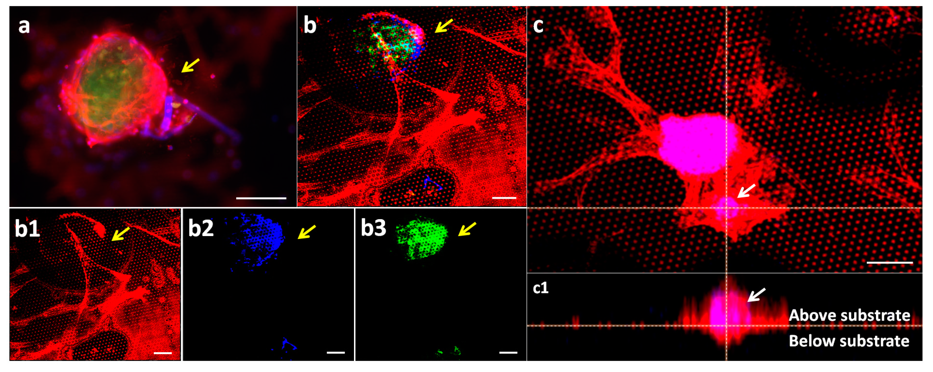 Nanomaterials 11 03233 g003 Nanomaterials 11 03233 g003