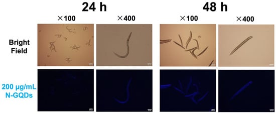 Closer look reveals nematode nervous systems differ