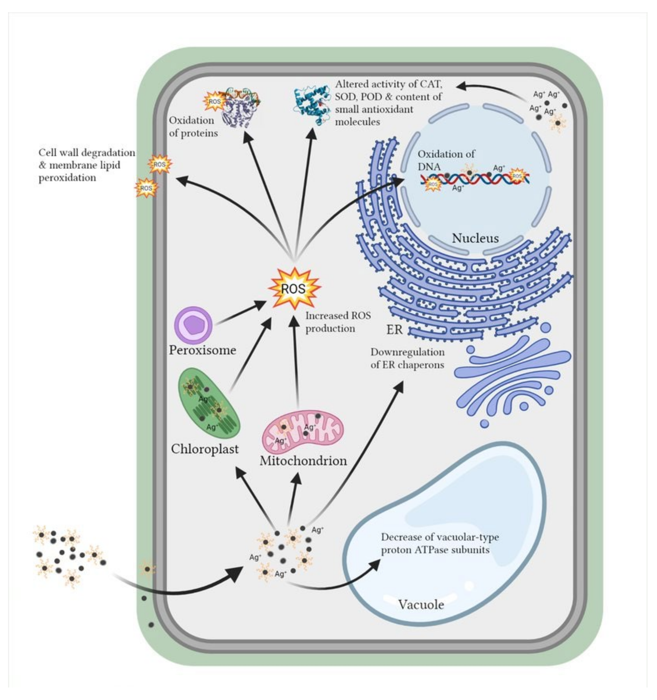Nanomaterials 12 00024 g003