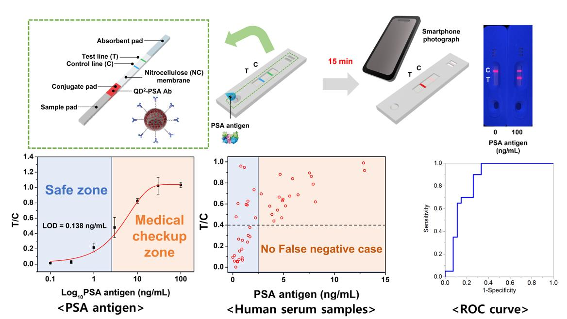 Nanomaterials Free Full Text Lateral Flow Immunoassay With Quantum Dot Embedded Silica