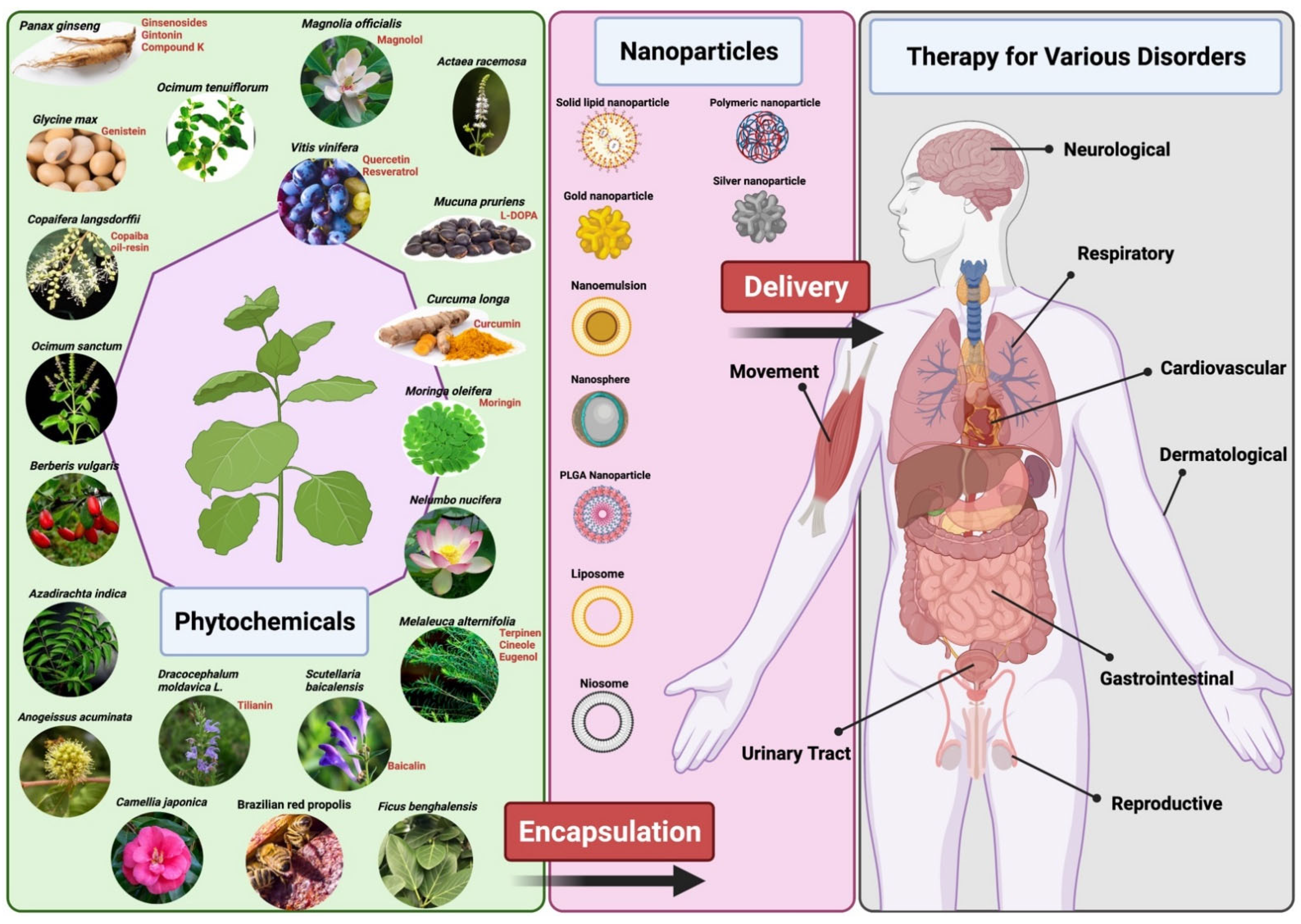 Nanomaterials | Free Full-Text | Precision and Advanced  Nano-Phytopharmaceuticals for Therapeutic Applications