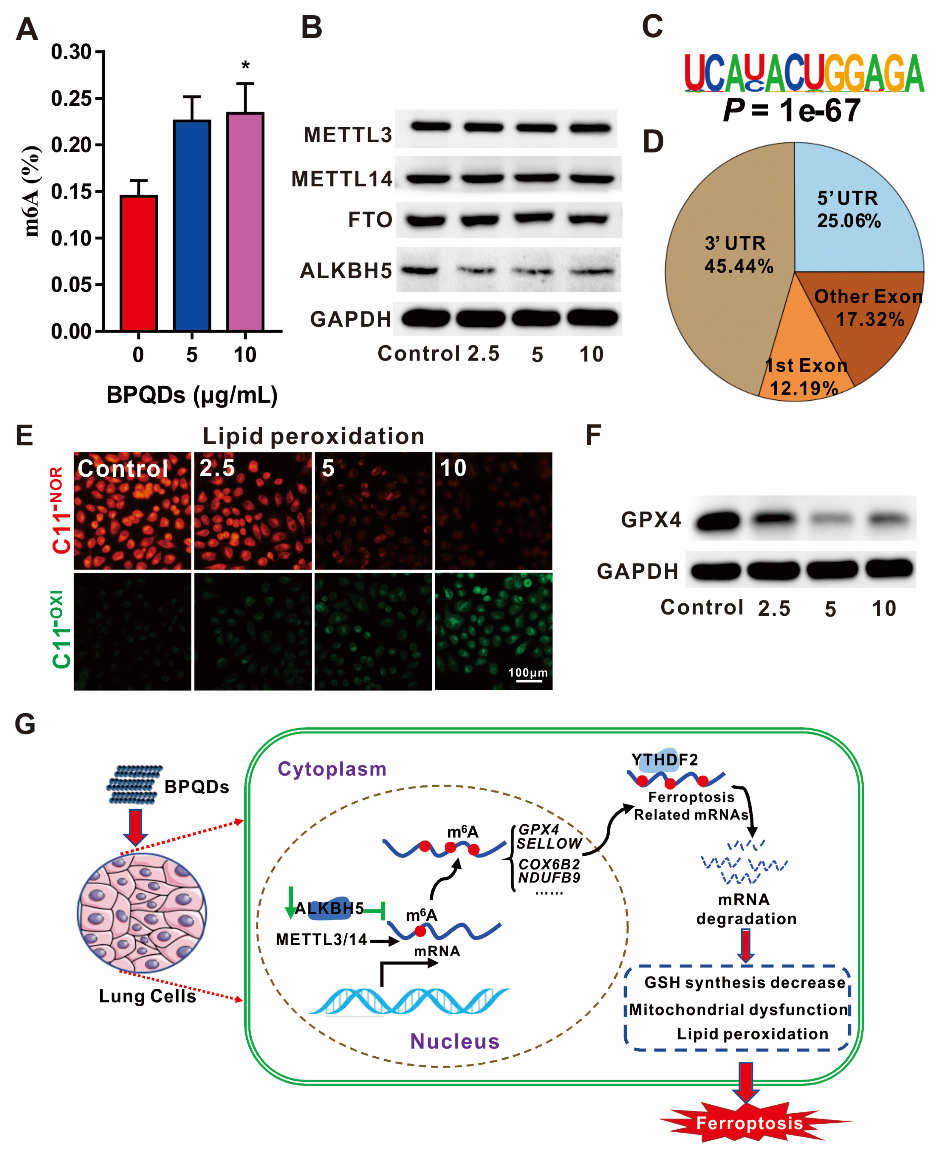 Nanomaterials 12 00389 g003
