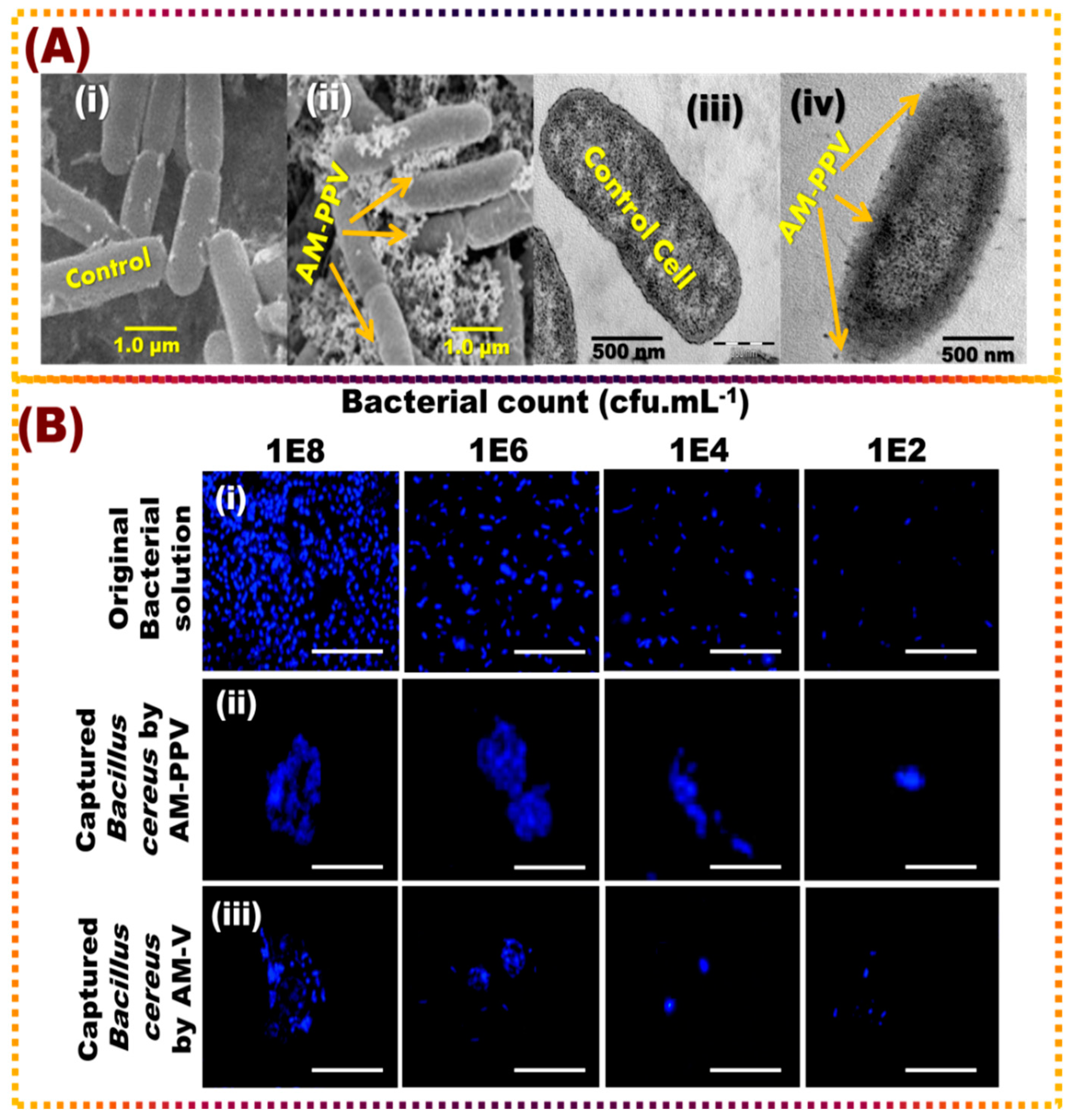 Nanomaterials 12 00510 g004