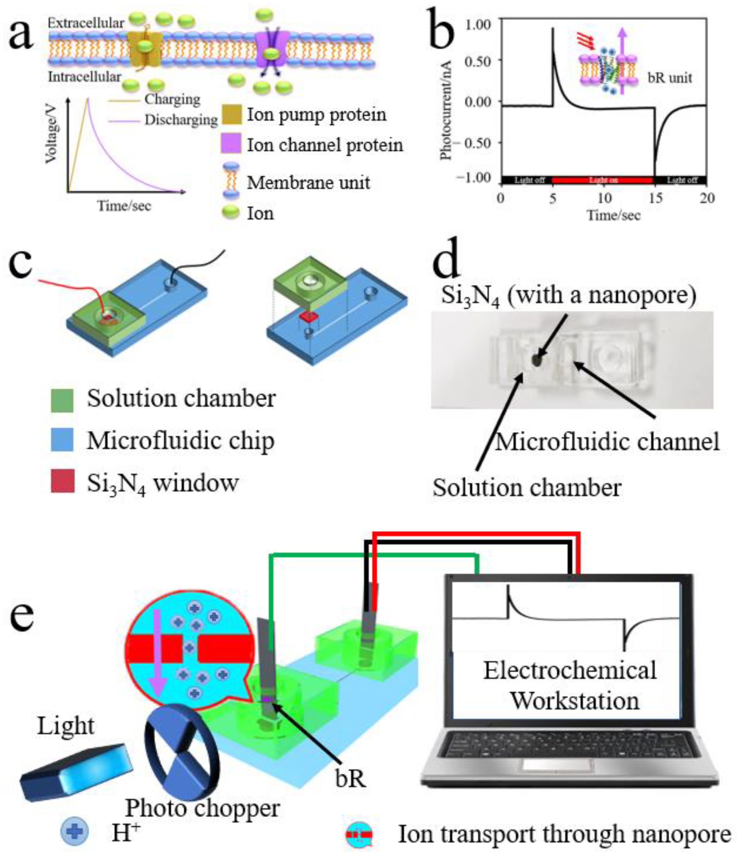 Ion channels versus ion pumps: the principal difference, in principle